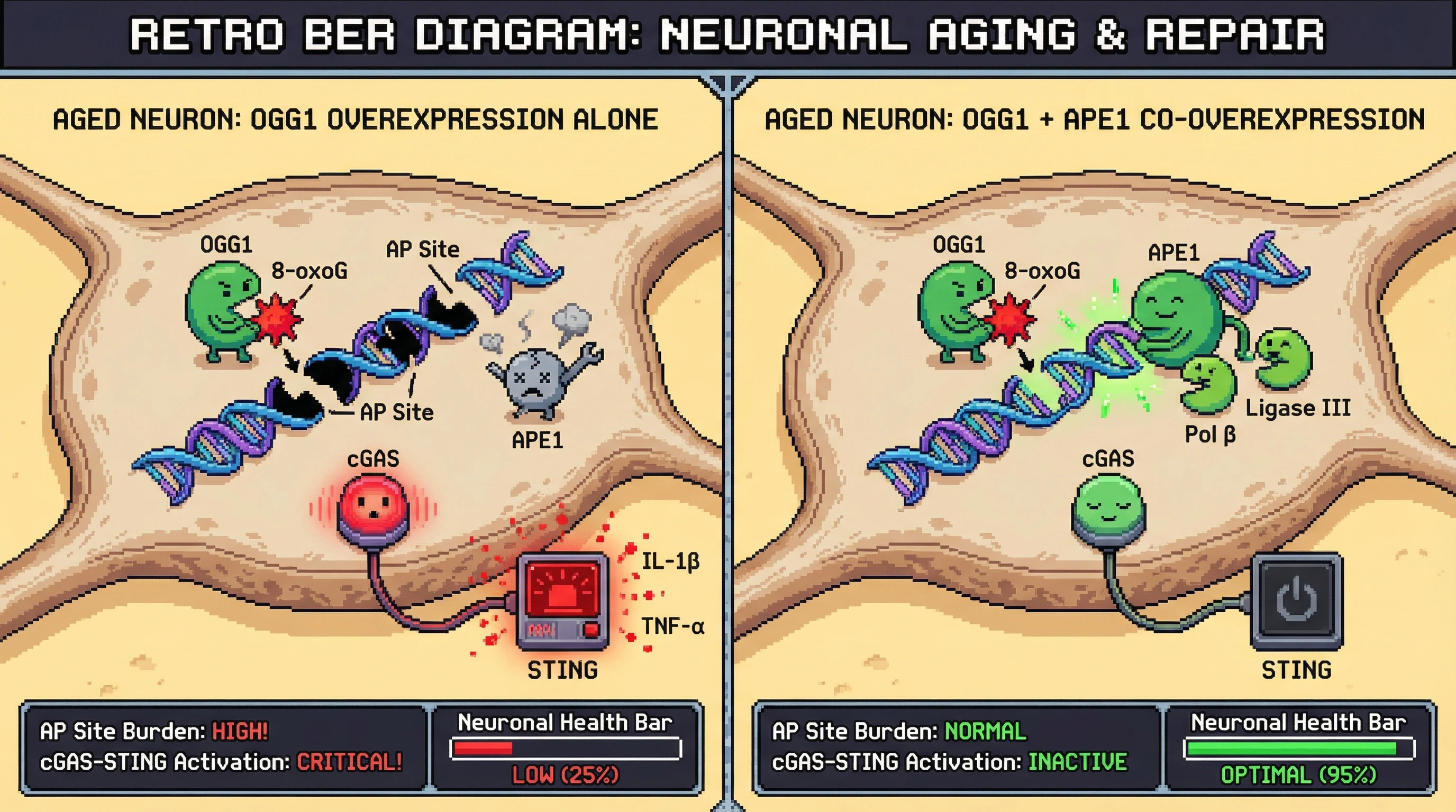 Infographic for: Balancingupstream BER activation with downstream repair capacity prevents toxic AP‑site accumulation and chronic cGAS‑STING activation in aging neurons