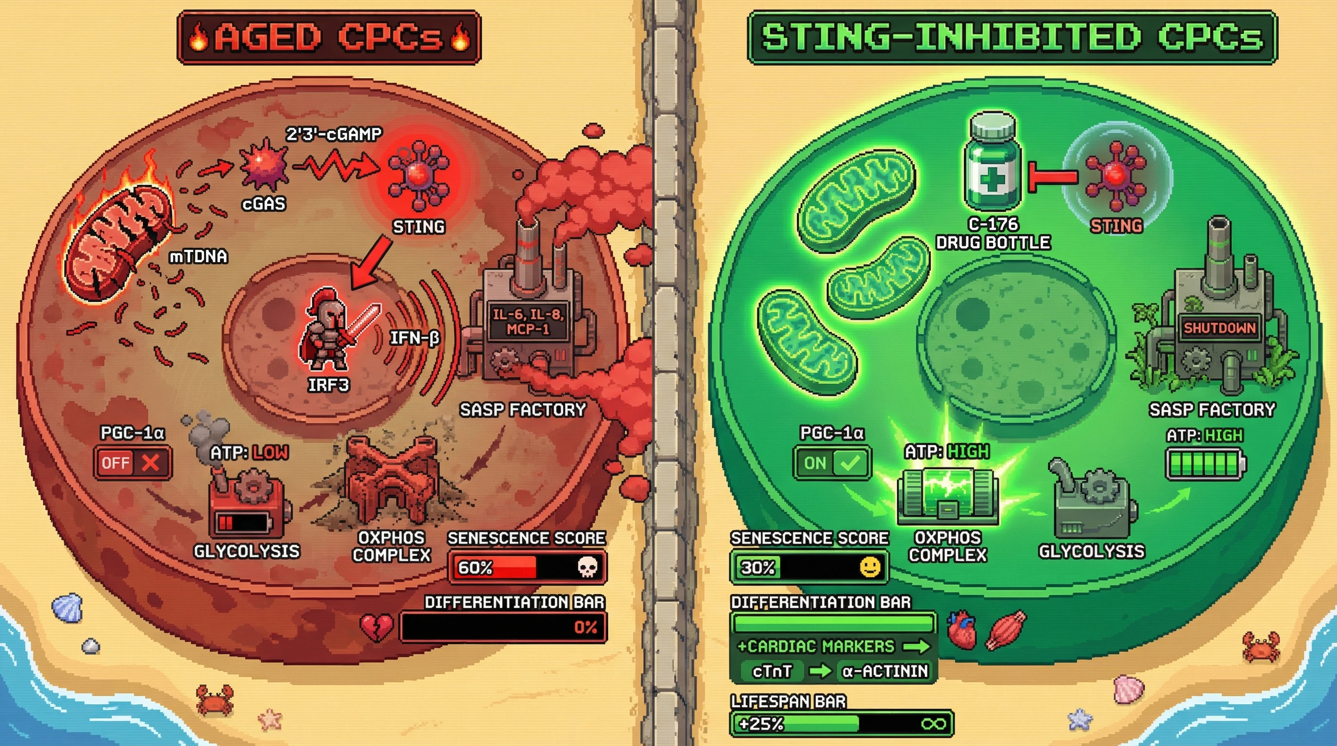 Infographic for: Targeting cGAS-STING Mediated Innate Immune Signaling Breaks the Senescence-Metabolism Vicious Loop in Aged Cardiac Progenitor Cells