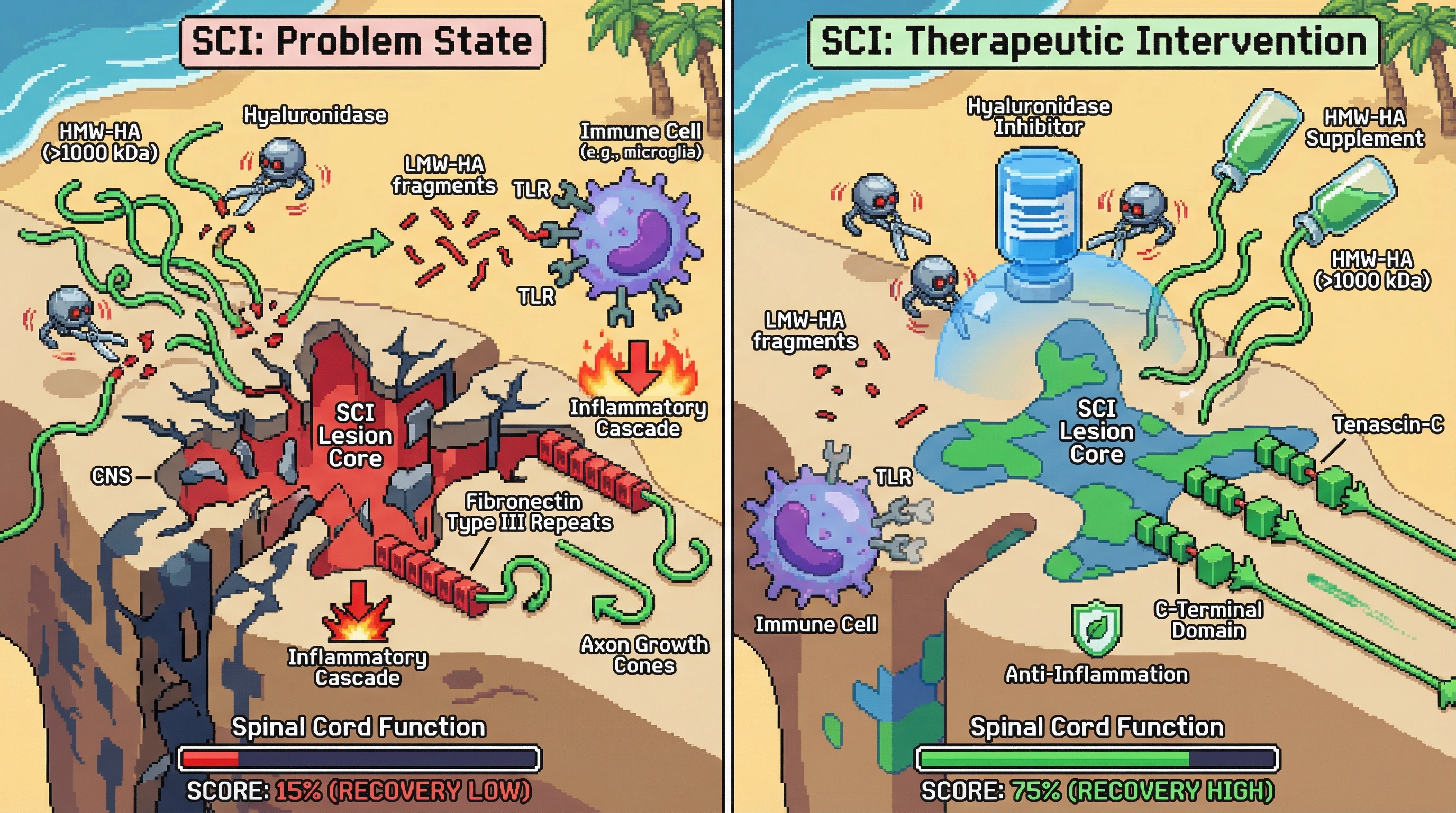 This infographic illustrates how spinal cord injury (SCI) leads to detrimental changes in the extracellular matrix, specifically the breakdown of beneficial HMW-HA into inflammatory LMW-HA fragments. Therapeutic interventions are shown restoring a pro-regenerative environment by stabilizing HMW-HA and modulating Tenascin-C, leading to improved functional recovery.