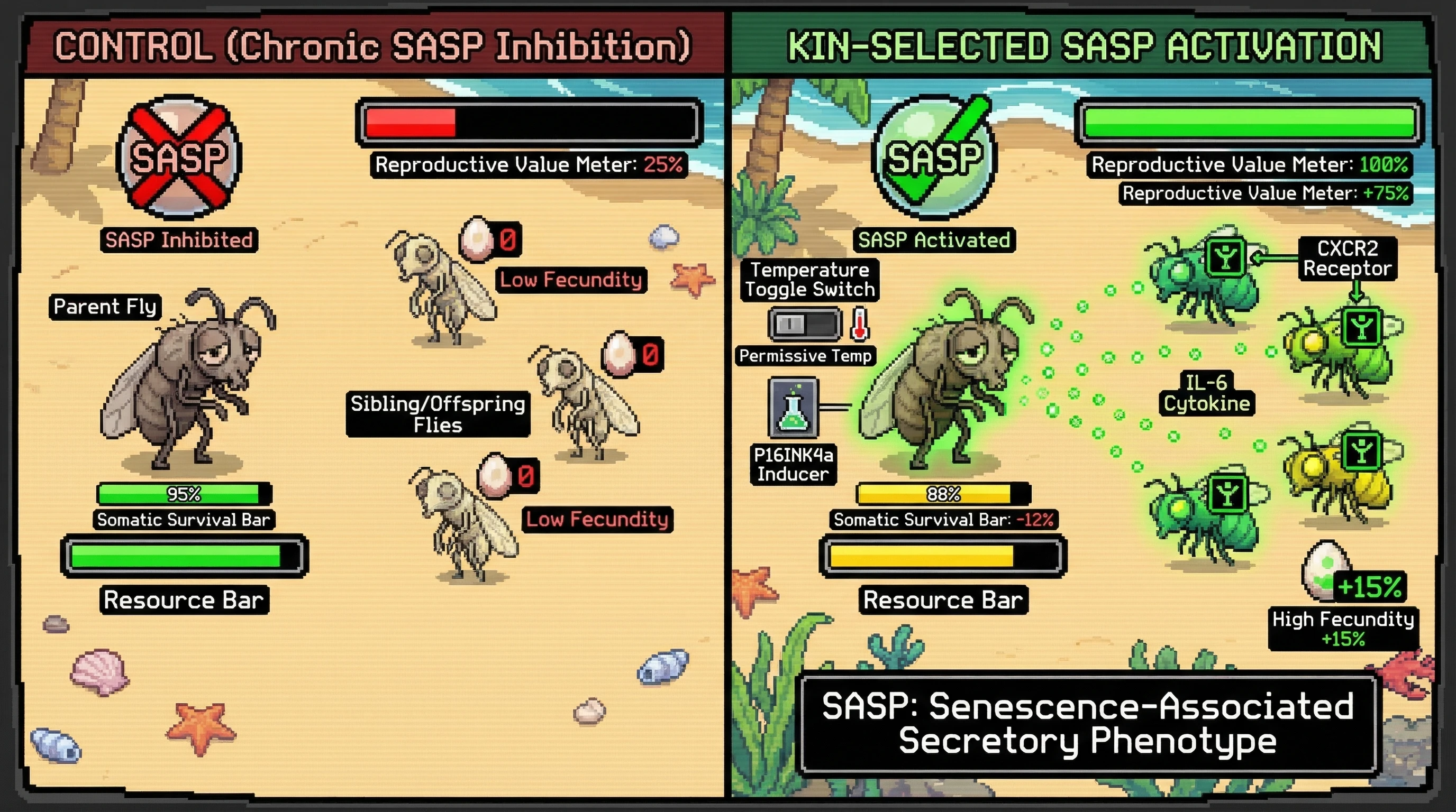 Infographic for: Kin-Selected Senescence: Engineered Modulation of Post-Reproductive SASP to Boost Inclusive Fitness