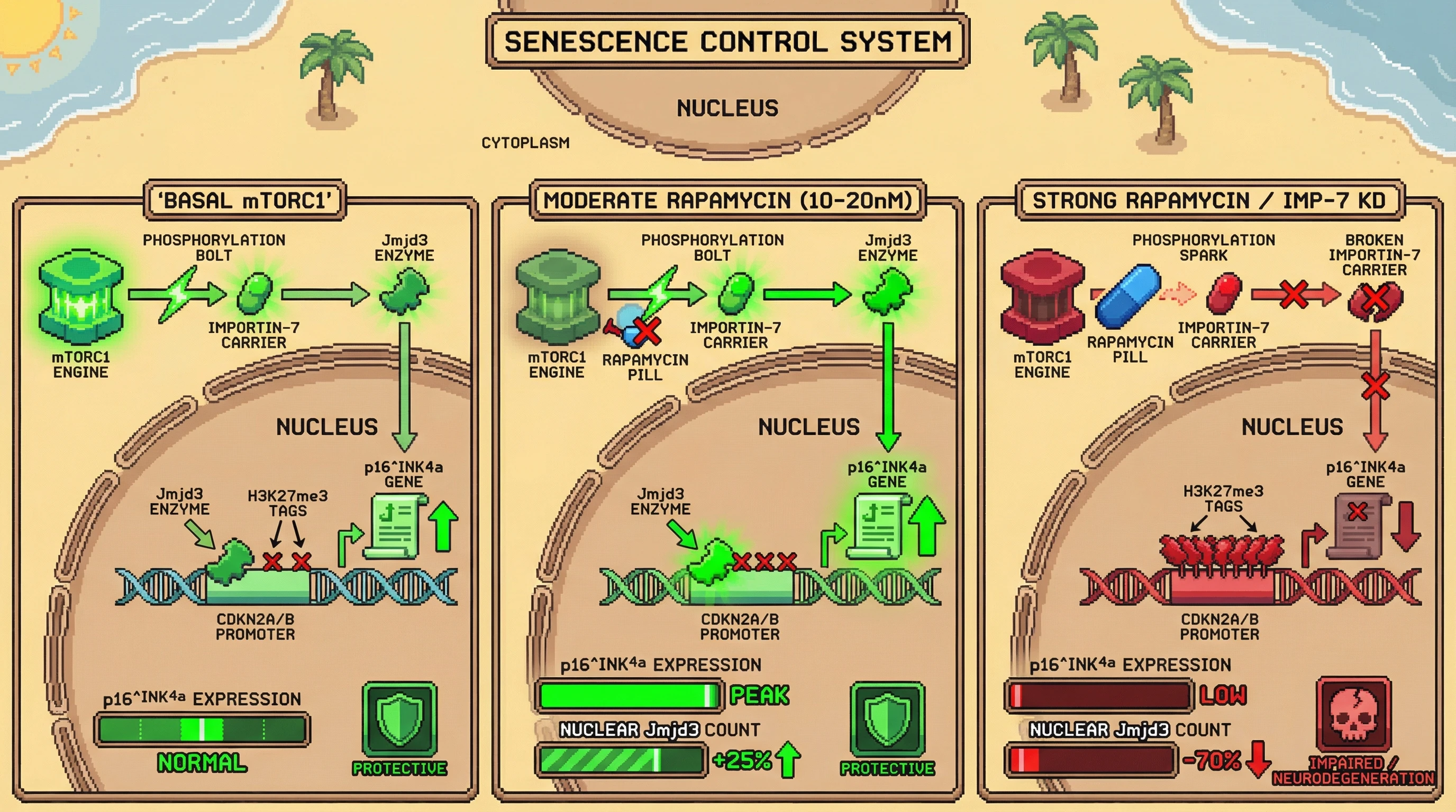 Infographic for: mTORC1 Controls Jmjd3 Nuclear Import to Set the CDKN2A/B Senescence Threshold