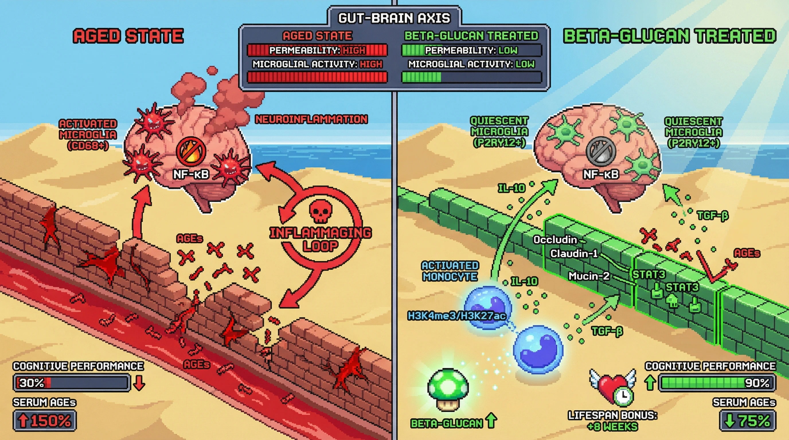 Infographic for: Beta-glucan-trained monocytes reset the gut‑brain axis in aging by epigenetically reinforcing barrier integrity and microglial quiescence