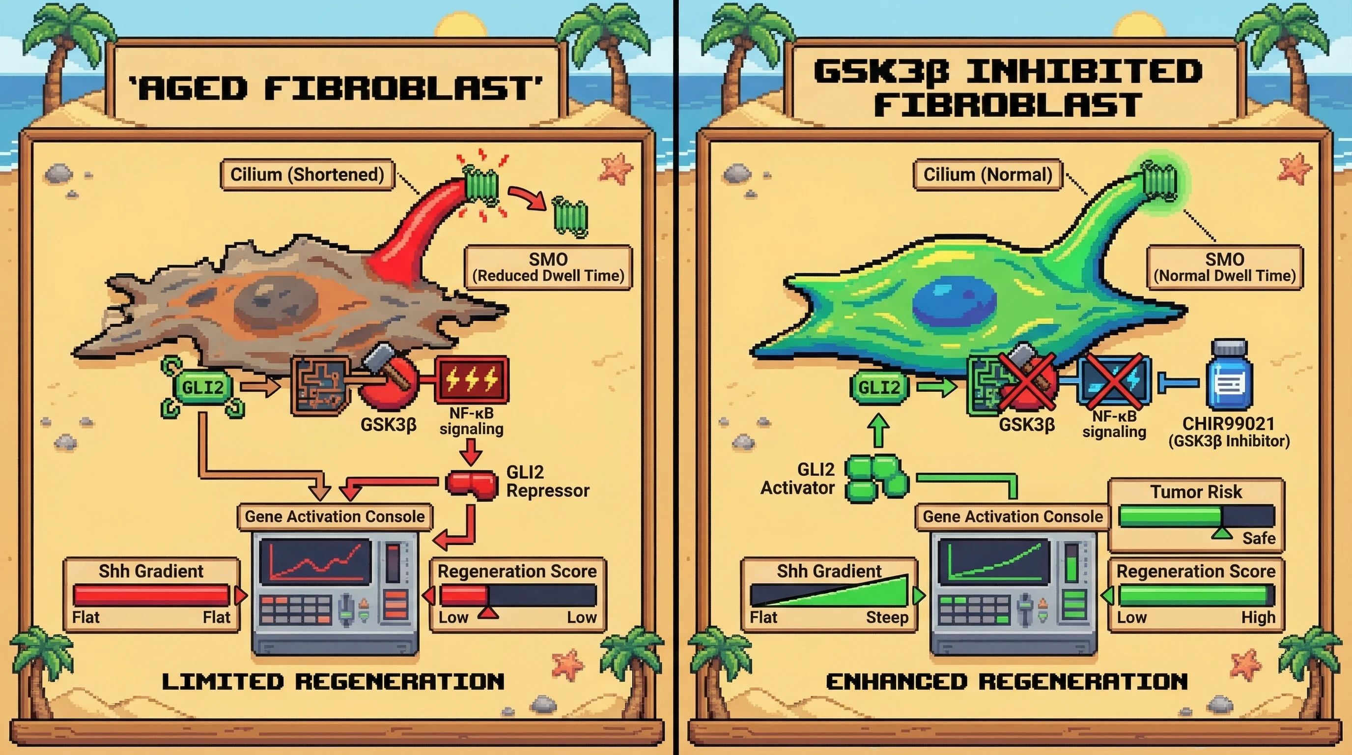 Infographic for: Hypothesis: Age‑dependent primary cilium shortening disrupts SMO residency and GLI2 processing, biasing toward repressor formation and impairing regenerative Shh gradients, which can be rescued by GSK3β inhibition