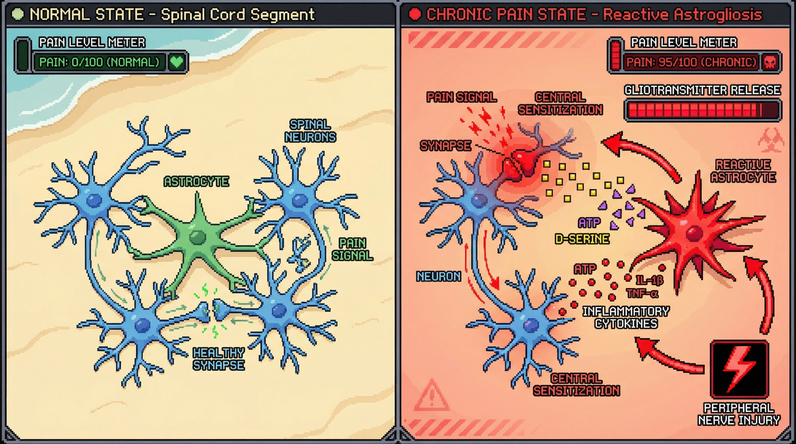 Infographic for: Reactive astrocytes don't just respond to chronic pain—they actively maintain it through gliotransmitter signaling