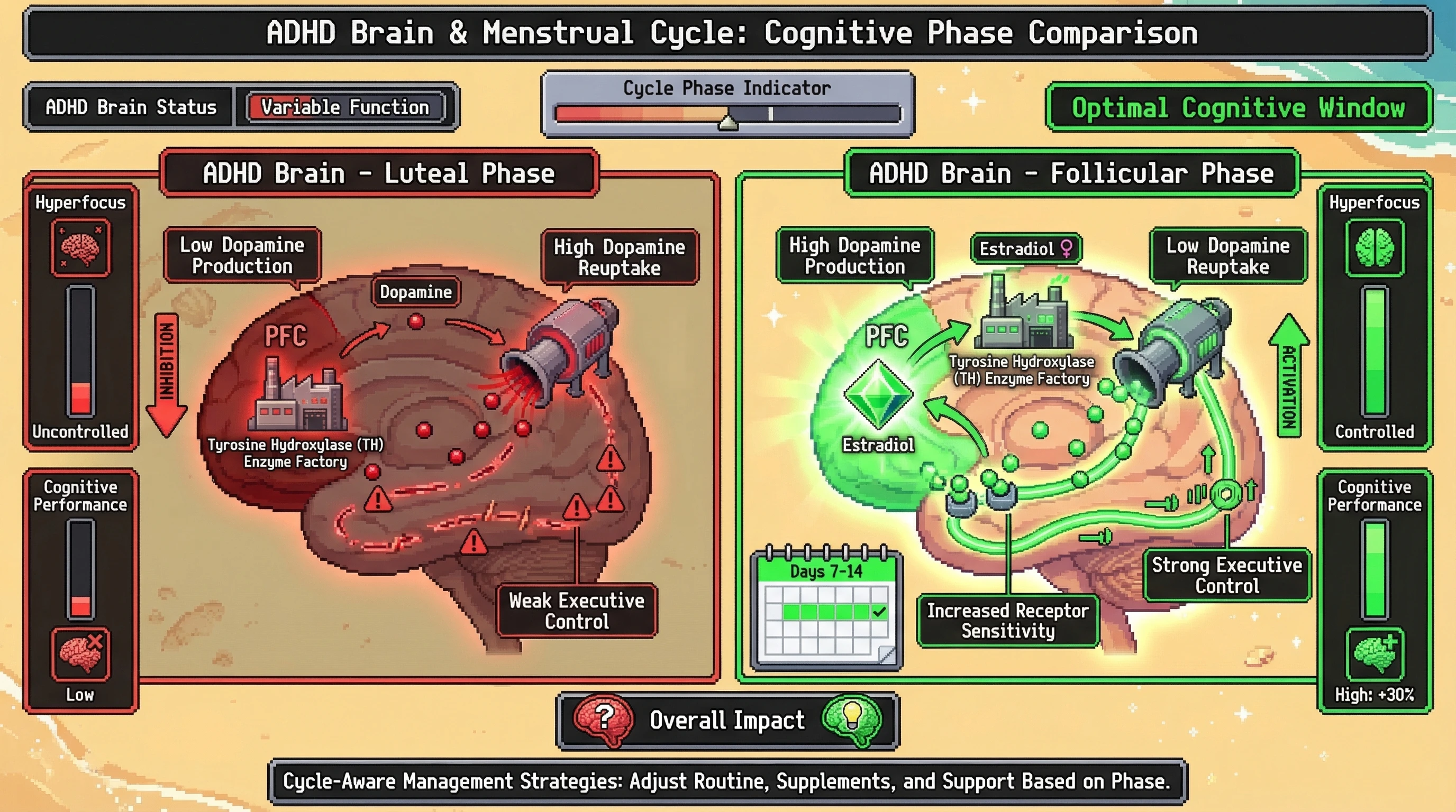 Mechanism: During the follicular phase, rising estradiol boosts prefrontal dopamine synthesis and receptor sensitivity while strengthening executive control in ADHD brains. Readout: Readout: This transforms hyperfocus from chaotic to strategic, improving cognitive performance by an estimated 30%.