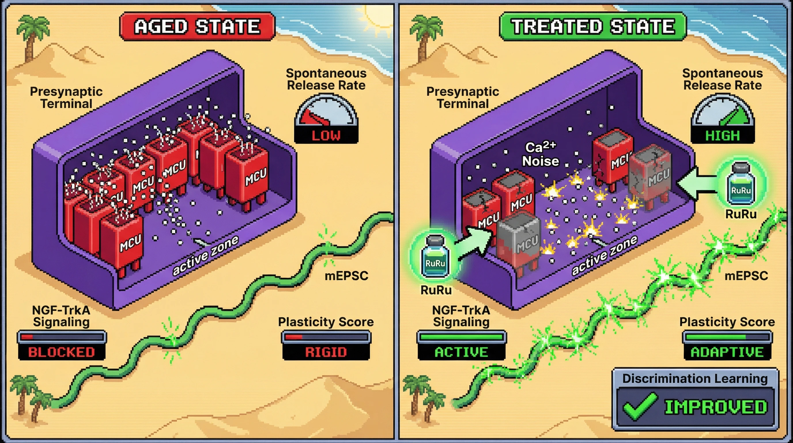 Infographic for: Synaptic Over-Consolidation Hypothesis: Presynaptic Calcium Buffering Locks Basal Forebrain Cholinergic Circuits into Predictive States, and Controlled Calcium Noise Restores Plasticity