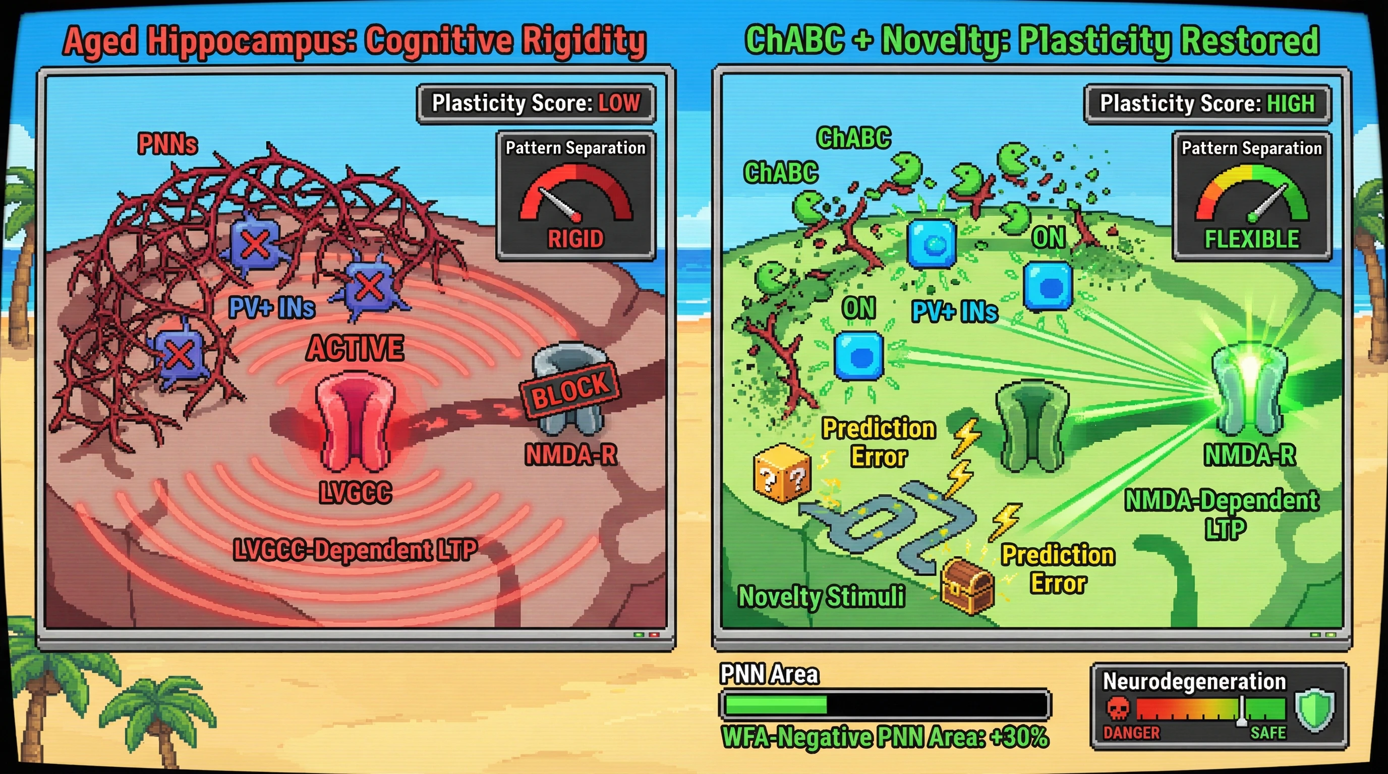 Infographic for: Re-opening Critical Periods in the Aging Hippocampus: Controlled Novelty-Driven Chondroitinase ABC Treatment Restores Input-Specific Plasticity