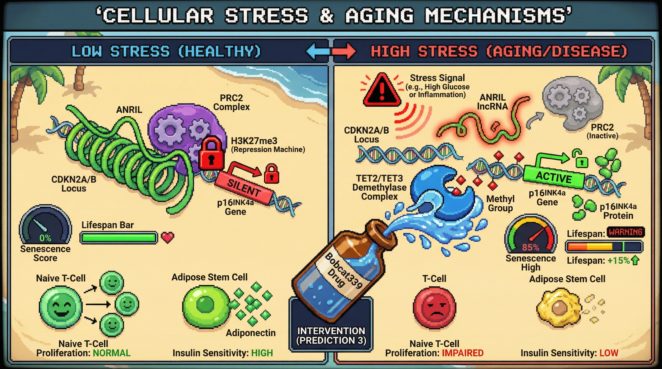Mechanism: Under stress, ANRIL changes conformation, releasing PRC2 and recruiting TET enzymes, which demethylate DNA and activate the p16INK4a gene, driving senescence and metabolic dysfunction. Readout: Readout: Pharmacological inhibition of TET2 with Bobcat339 prevents p16INK4a activation, reduces the Senescence Score from 85% to 20%, and increases the Lifespan Bar by 15%.