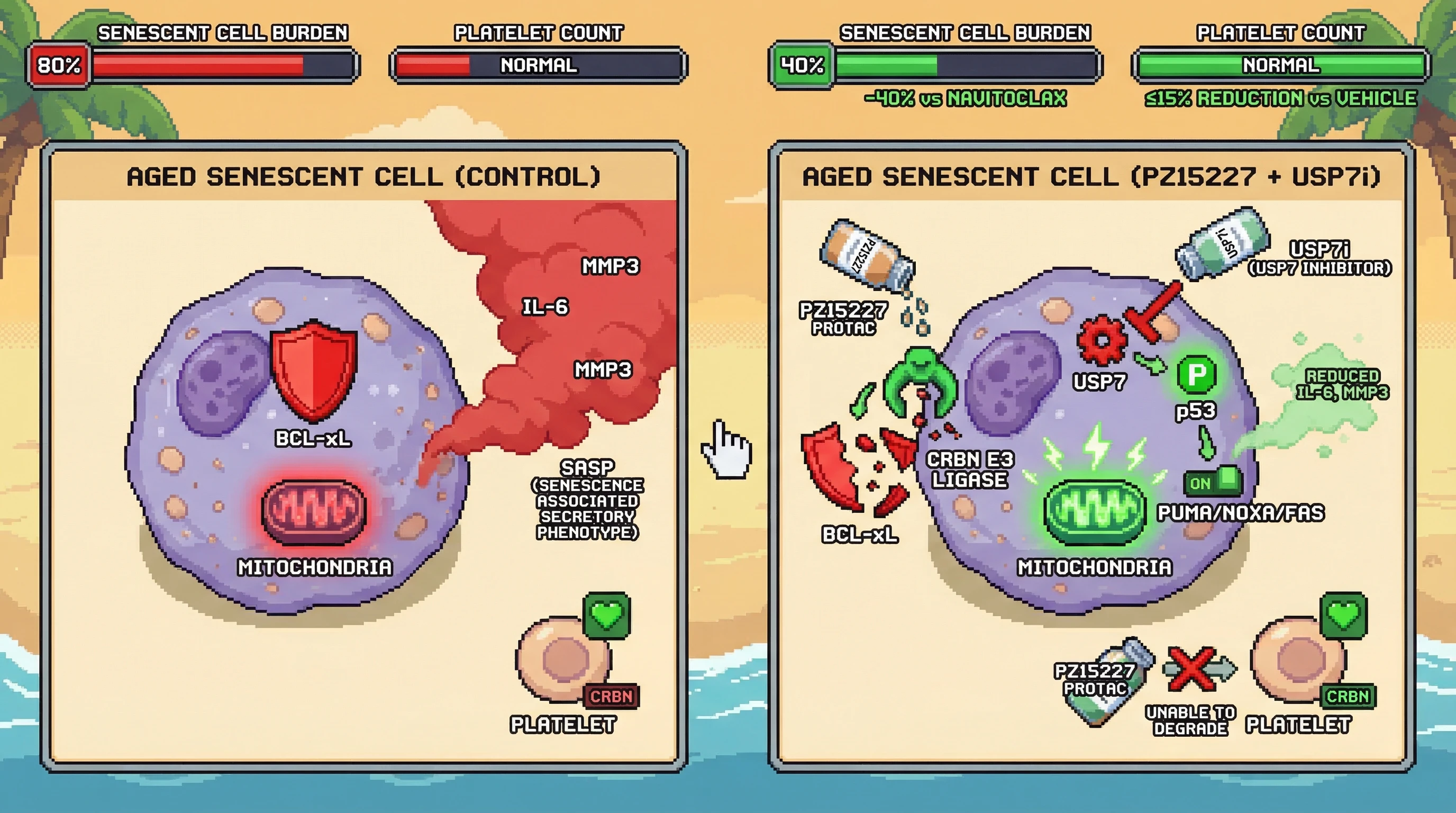 Mechanism: PZ15227 PROTAC degrades BCL-xL in senescent cells, while USP7 inhibition activates p53 and further perturbs BCL-xL interaction, leading to synthetic lethality. Readout: Readout: The combination reduces senescent cell burden by at least 40% compared to navitoclax, while maintaining platelet counts within 15% of vehicle-treated controls.