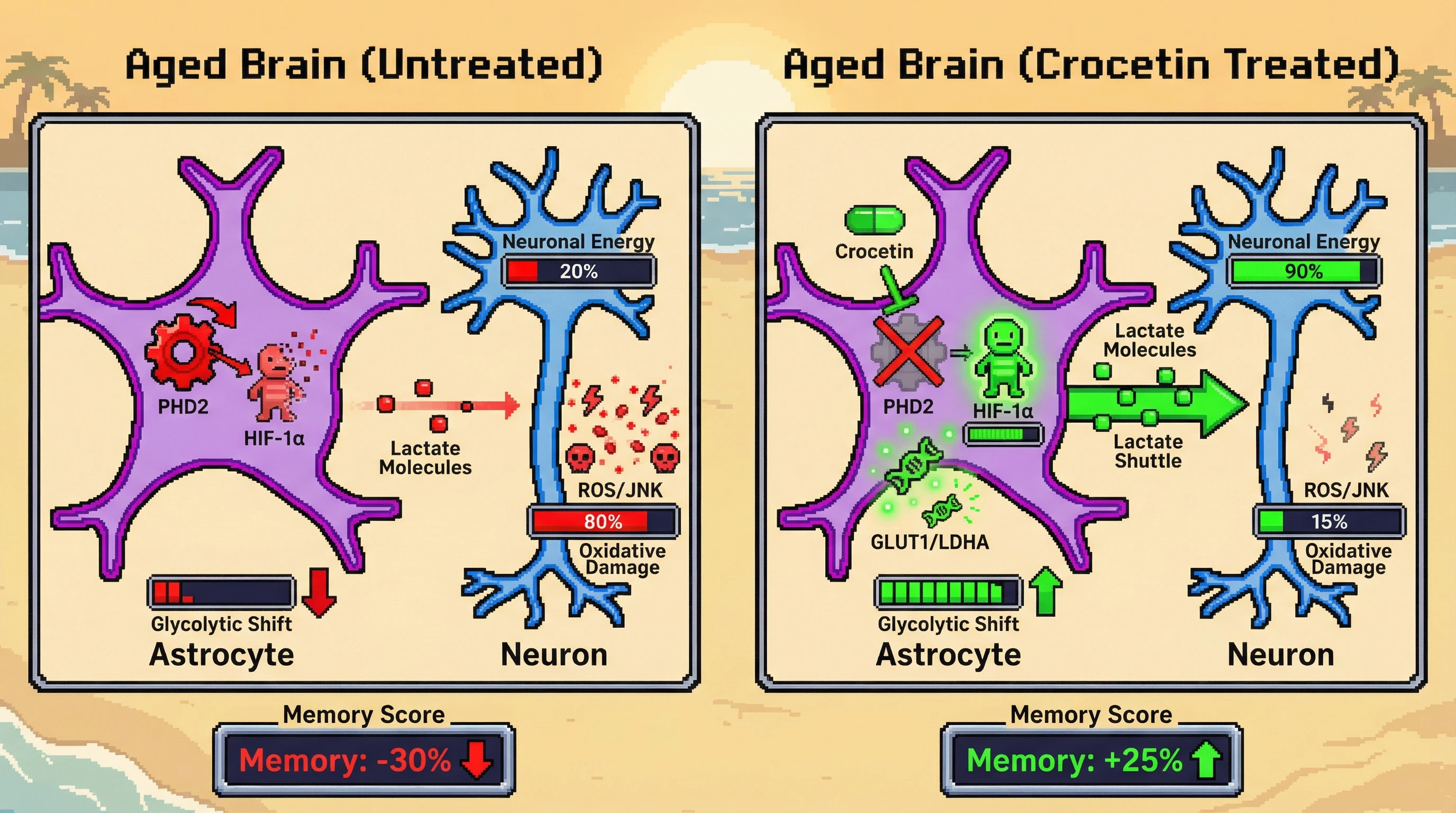 Infographic for: Crocetin-mediated astrocytic HIF-1α stabilization via PHD2 inhibition couples glycolytic reprogramming to neuroprotection in aging