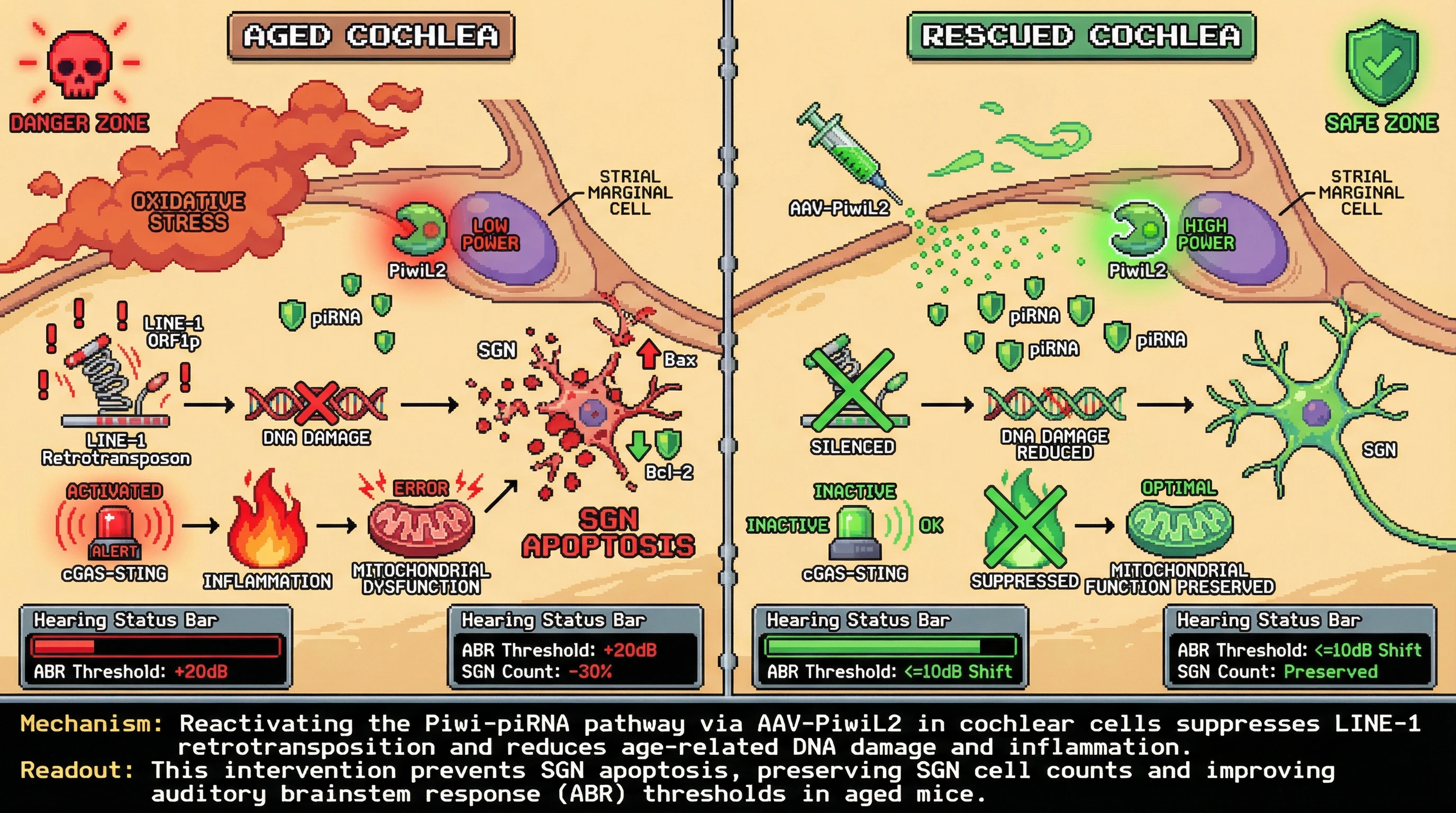 Infographic for: Piwi‑piRNA Reactivation in Cochlear Somatic Cells Mitigates Transposon‑Driven Genomic Instability and Age‑Related Hearing Loss