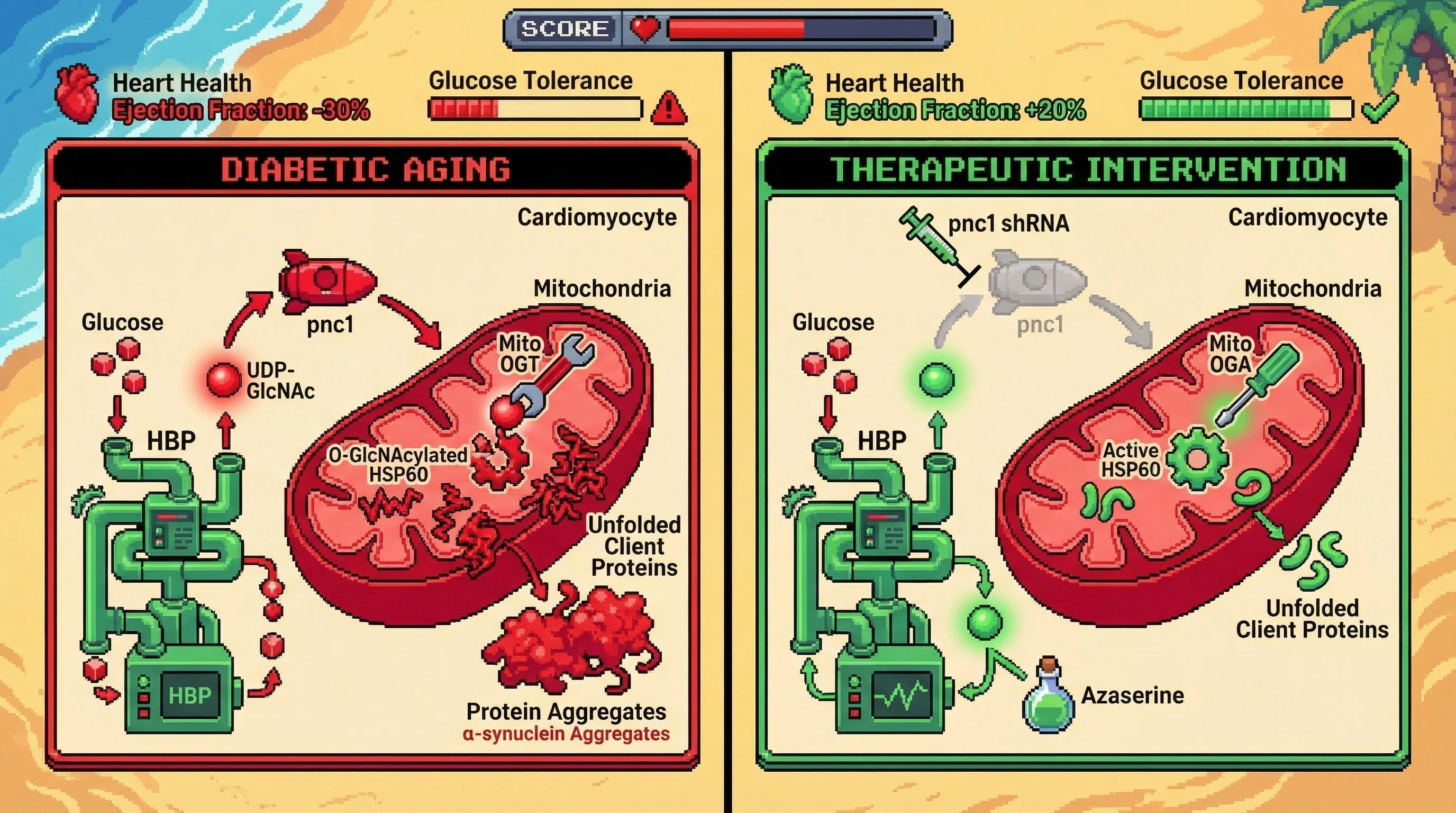 Mechanism: High glucose increases mitochondrial O-GlcNAcylation of HSP60, impairing its chaperone function and leading to proteotoxic aggregation. Readout: Readout: Inhibiting mitochondrial O-GlcNAcylation rescues HSP60 activity, reduces protein aggregates, and improves heart health and glucose tolerance.