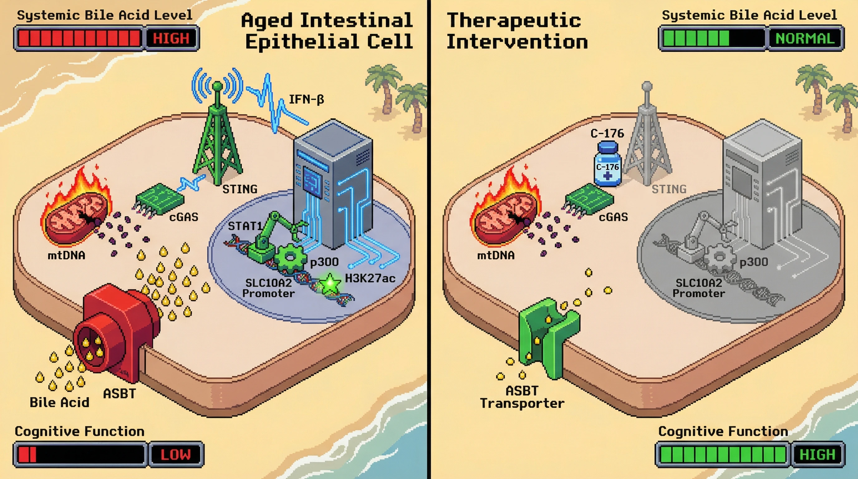 Mechanism: Age-related mitochondrial DNA damage in intestinal cells activates cGAS-STING, leading to ASBT upregulation and increased systemic bile acids. Readout: Readout: Inhibiting STING prevents ASBT rise, normalizes systemic bile acids, and improves cognitive function.