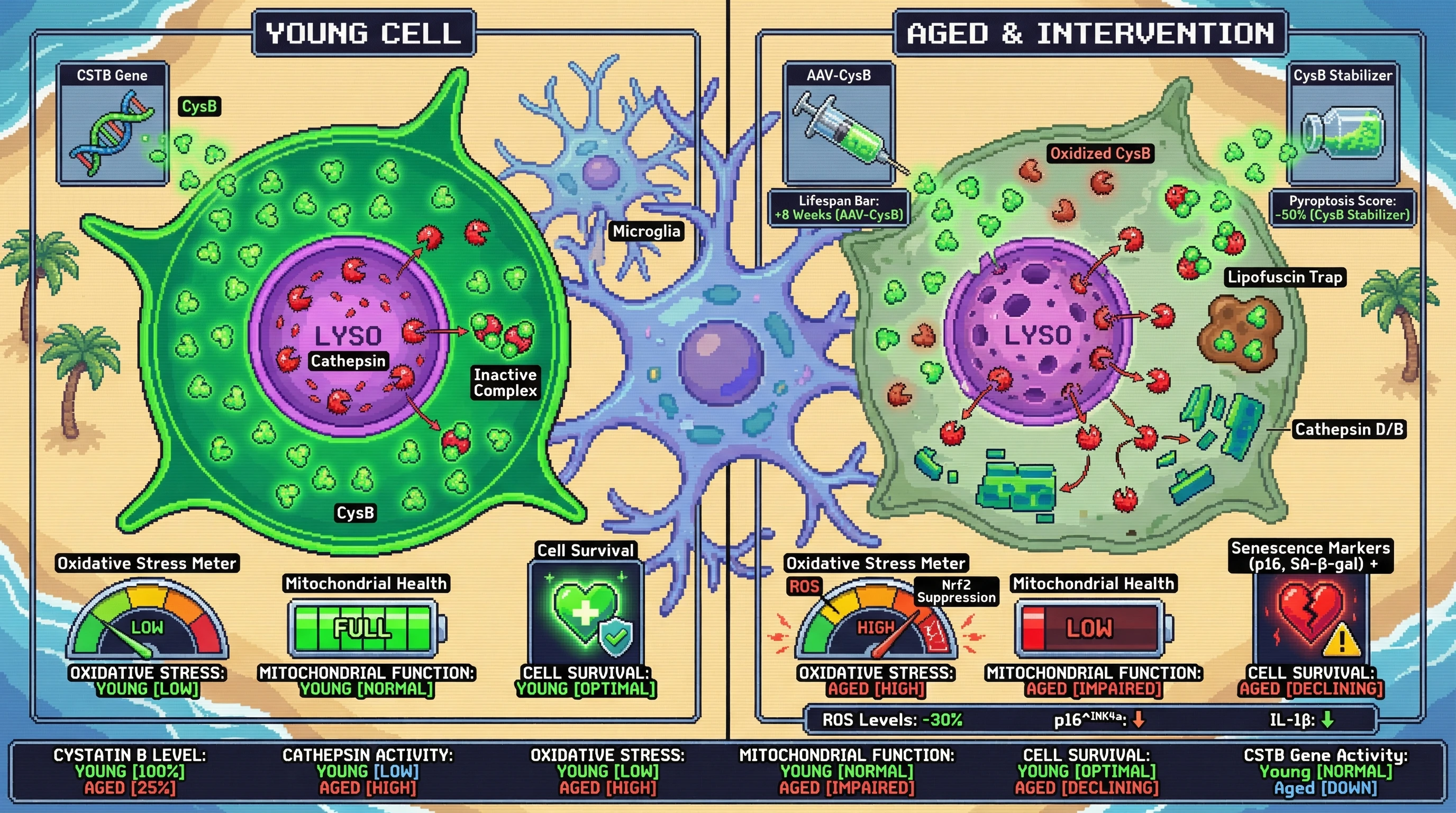 Infographic for: Age‑Dependent Decline of Cytosolic Cystatin B Amplifies Cathepsin‑Mediated Neurotoxicity
