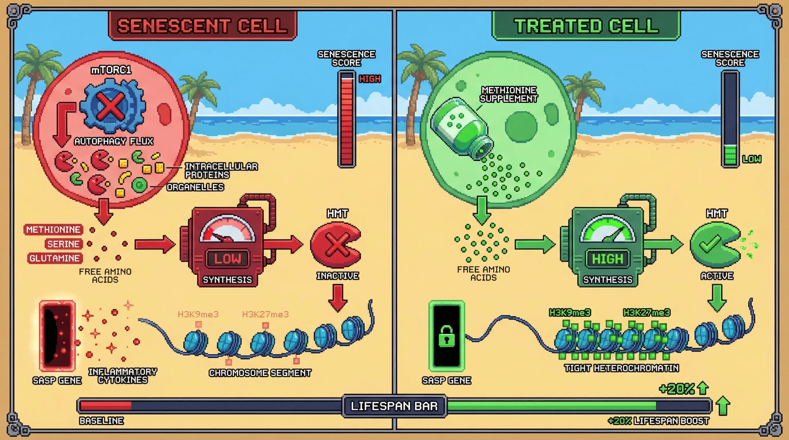 Mechanism: Chronic autophagy depletes essential amino acids like methionine, impairing SAM synthesis and reducing histone methylation (H3K9me3), which drives SASP gene expression and cellular senescence. Readout: Readout: Methionine supplementation restores histone methylation, closes the SASP portal, reduces the Senescence Score, and offers a +20% Lifespan Boost in the game UI.