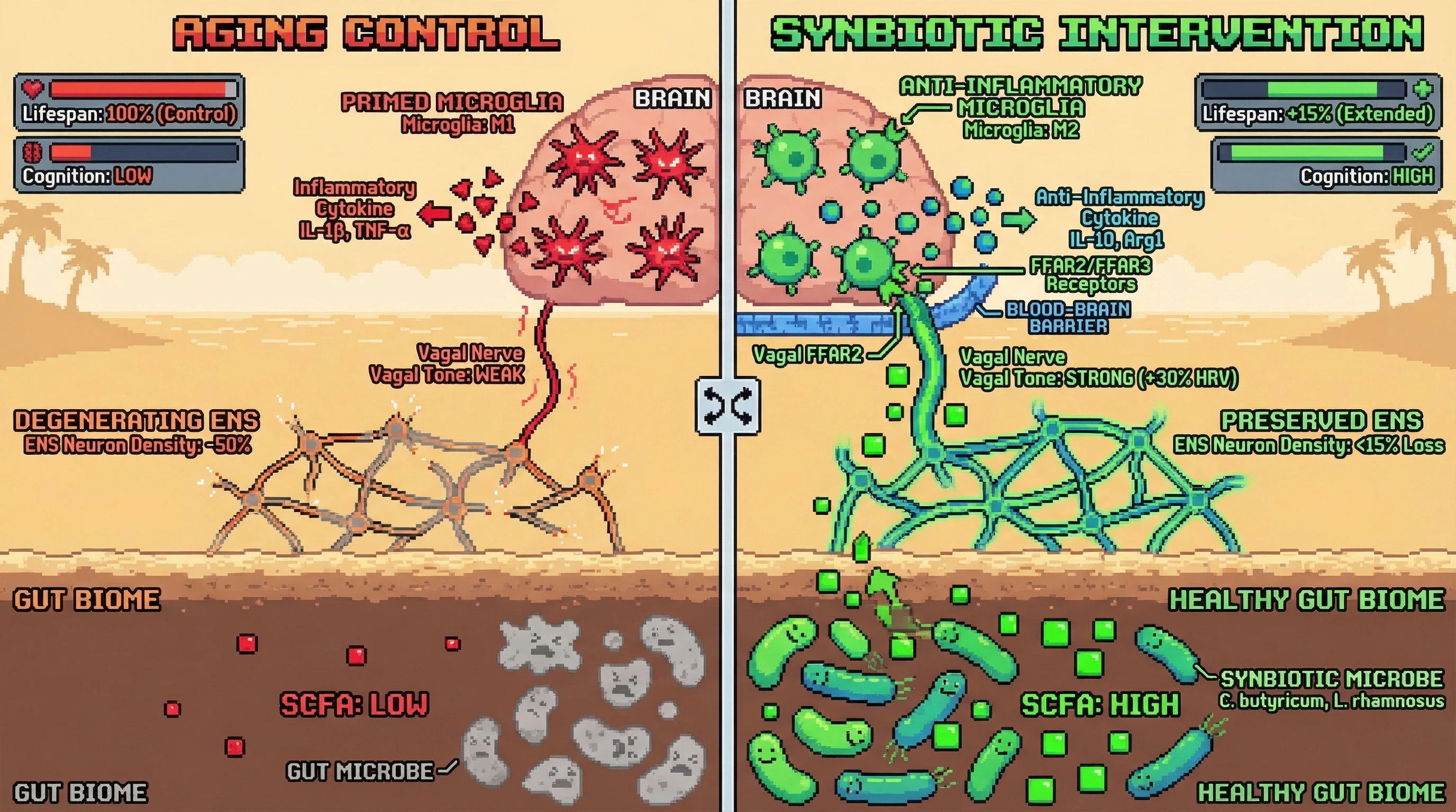 Infographic for: Bottom‑up gut‑brain axis hypothesis: sustaining enteric nervous system integrity via SCFA‑boosting microbes preserves vagal tone, curbs microglial priming, and extends healthspan