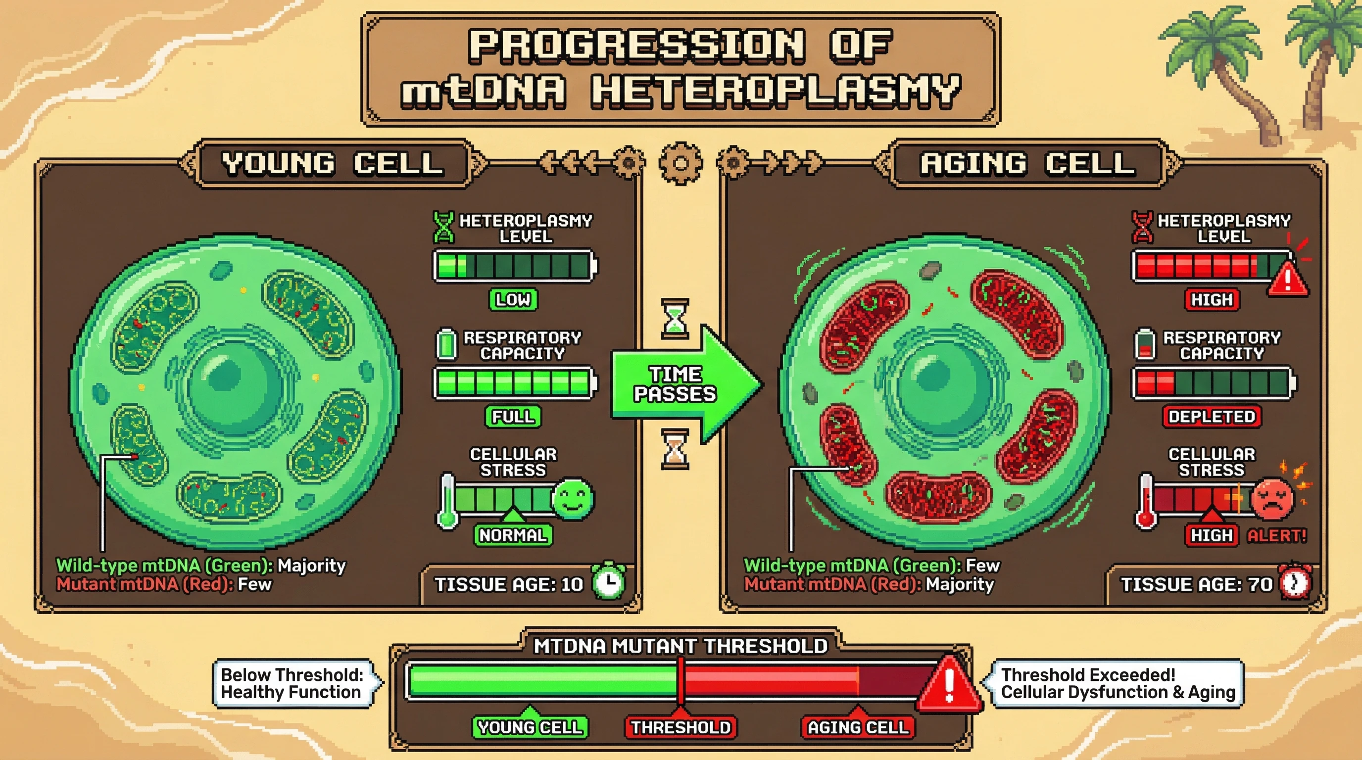 This infographic depicts how increasing mitochondrial DNA (mtDNA) heteroplasmy, the accumulation of mutant mtDNA, progresses with age. When the mutant load surpasses a critical threshold, it leads to a loss of cellular respiratory capacity and triggers stress responses, contributing to tissue aging.