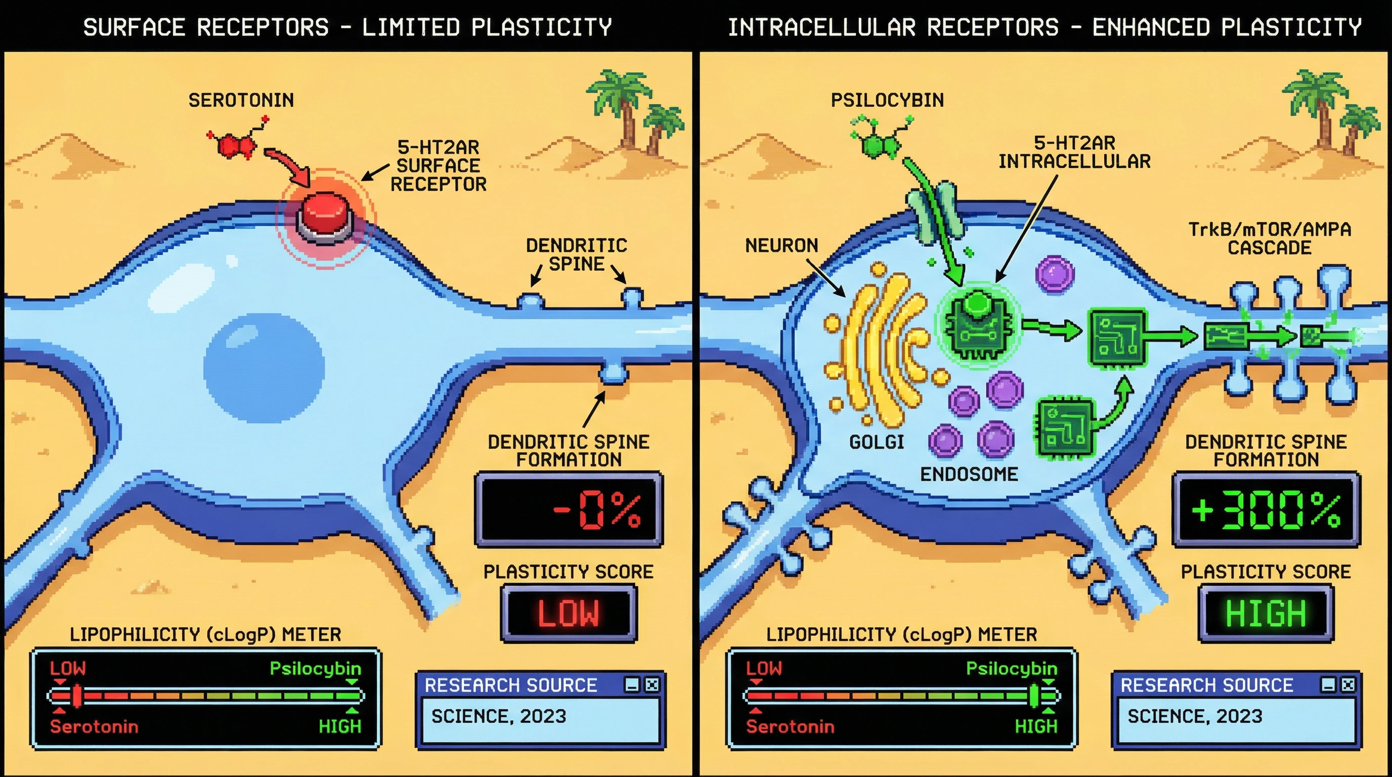 Infographic for: Intracellular 5-HT2A Receptors Are Where Psilocybin Builds New Neural Architecture—Not At The Cell Surface