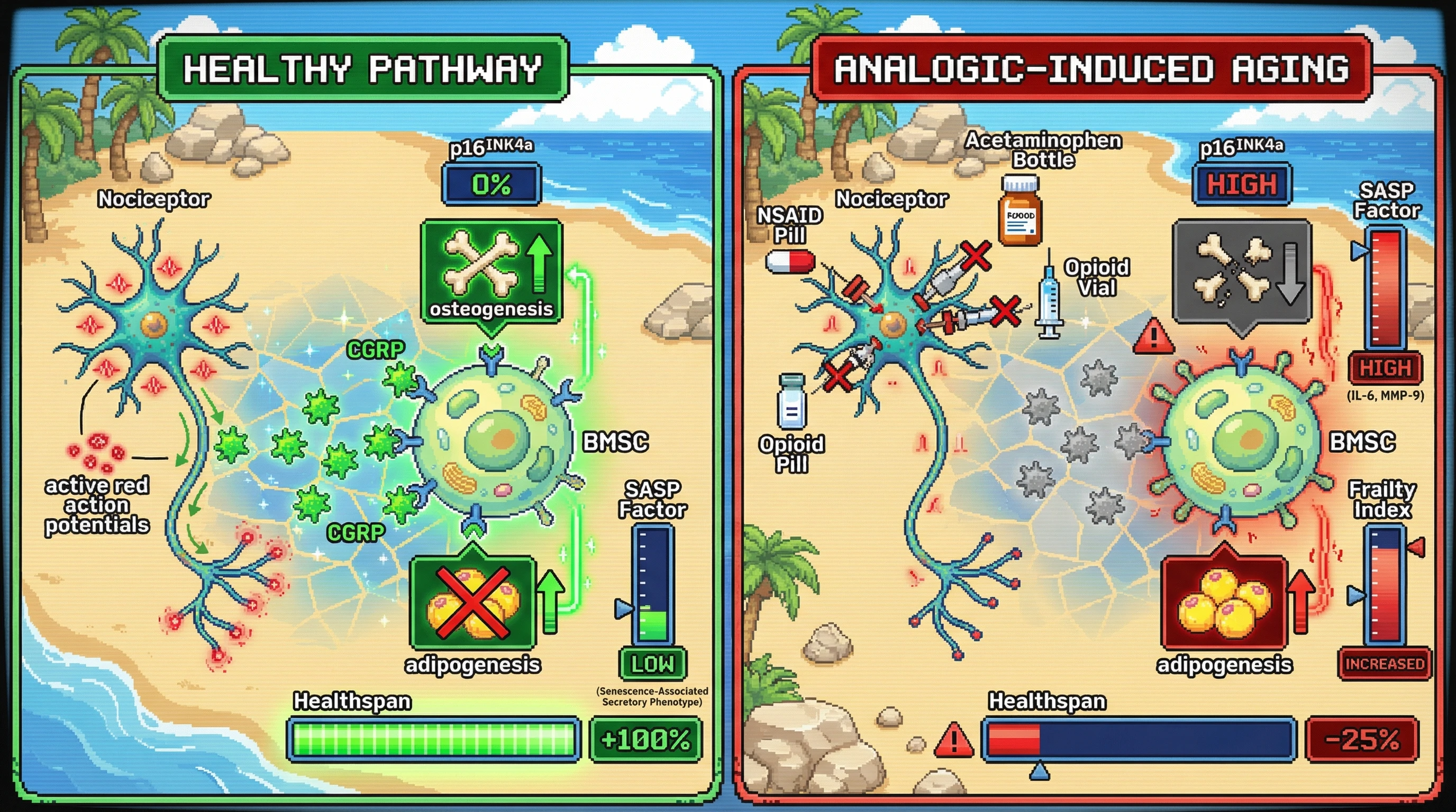 Infographic for: Chronic analgesic suppression of CGRP accelerates cellular senescence and diminishes healthspan