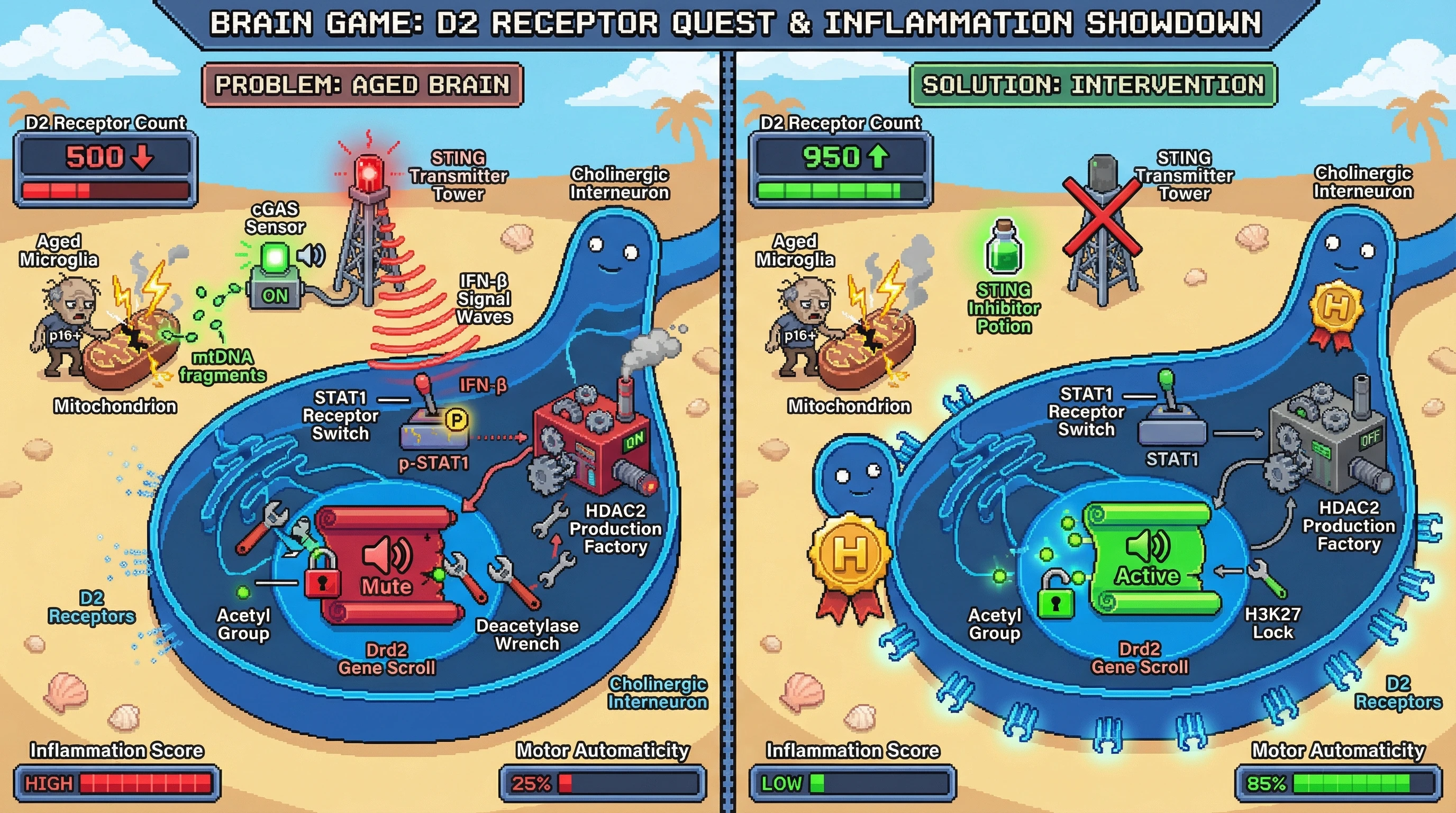 Infographic for: Senescent microglia drive D2 receptor loss via mtDNA‑cGAS‑STING‑HDAC2 epigenetic silencing in striatal cholinergic interneurons