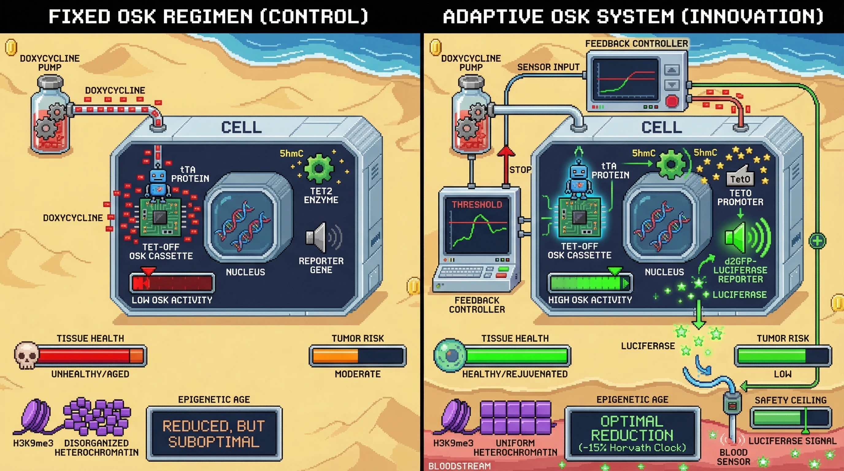 Infographic for: Adaptive OSK dosing guided by real-time nanopore methylation sensing enables tissue‑specific rejuvenation without over‑reprogramming