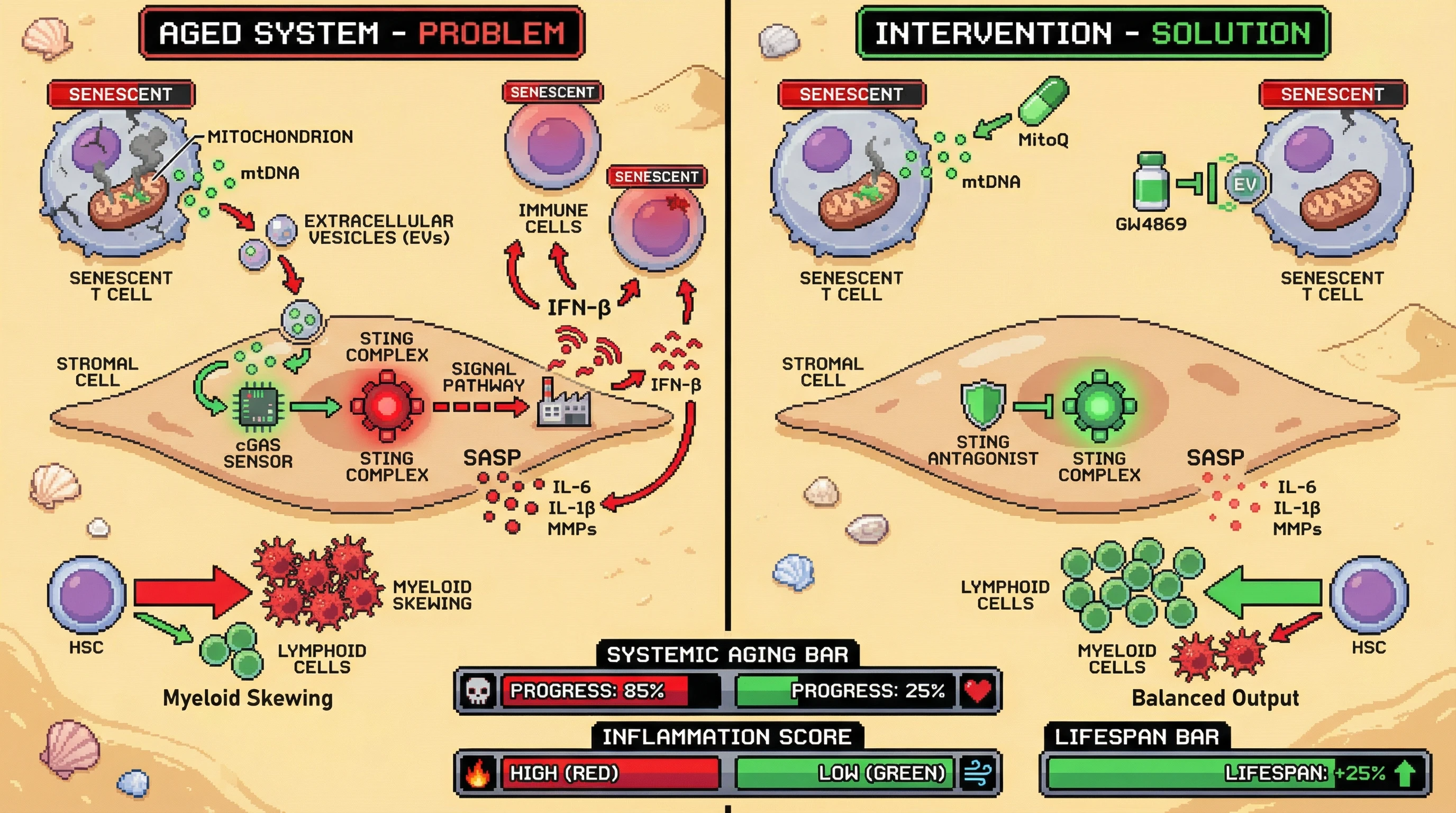 Mechanism: Senescent immune cells release mitochondrial DNA (mtDNA), activating cGAS-STING in stromal cells, which amplifies inflammation and skews stem cell differentiation. Readout: Readout: Interventions targeting mtDNA release or STING activation reduce systemic aging and inflammation, increasing lifespan by 25%.
