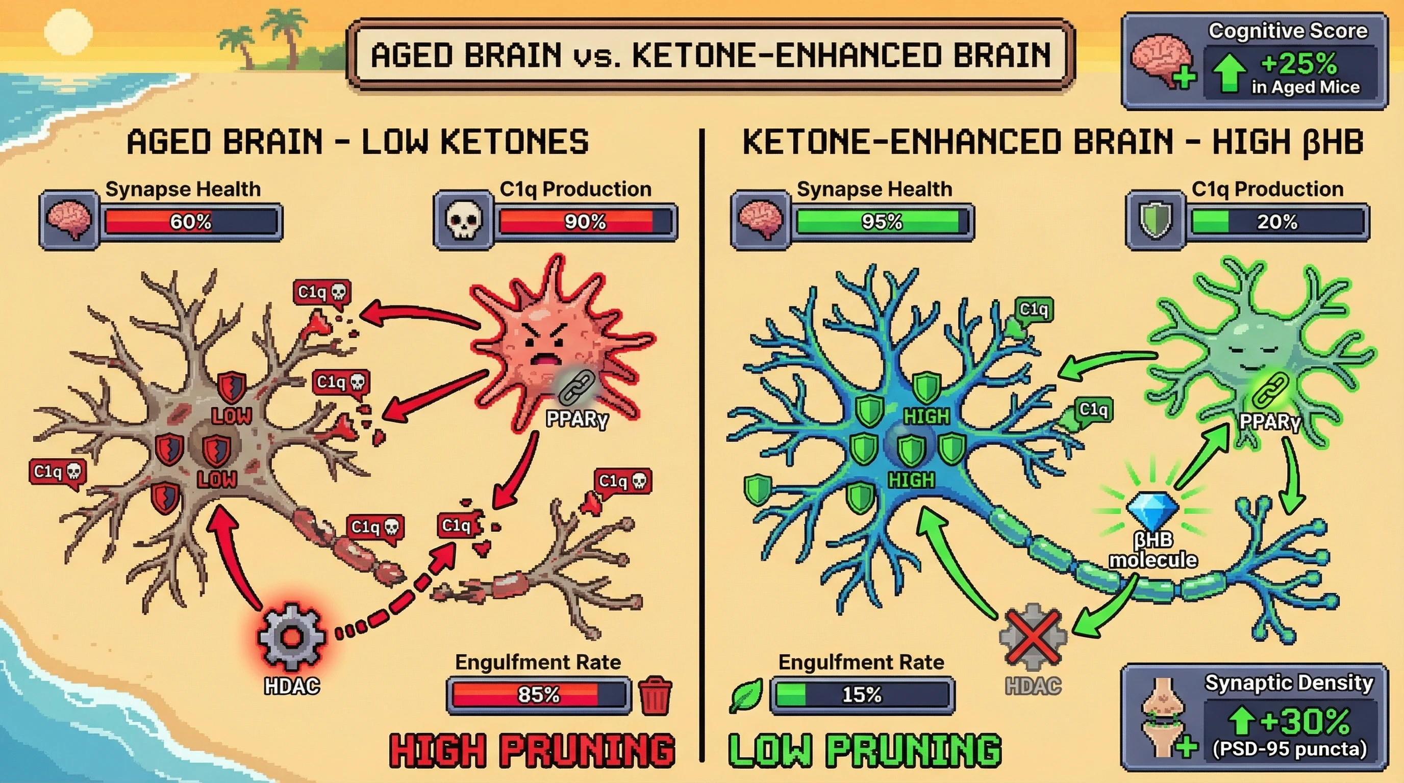 Infographic for: Ketone‑Biotic Gatekeeping of Complement‑Mediated Synaptic Pruning in the Aging Brain