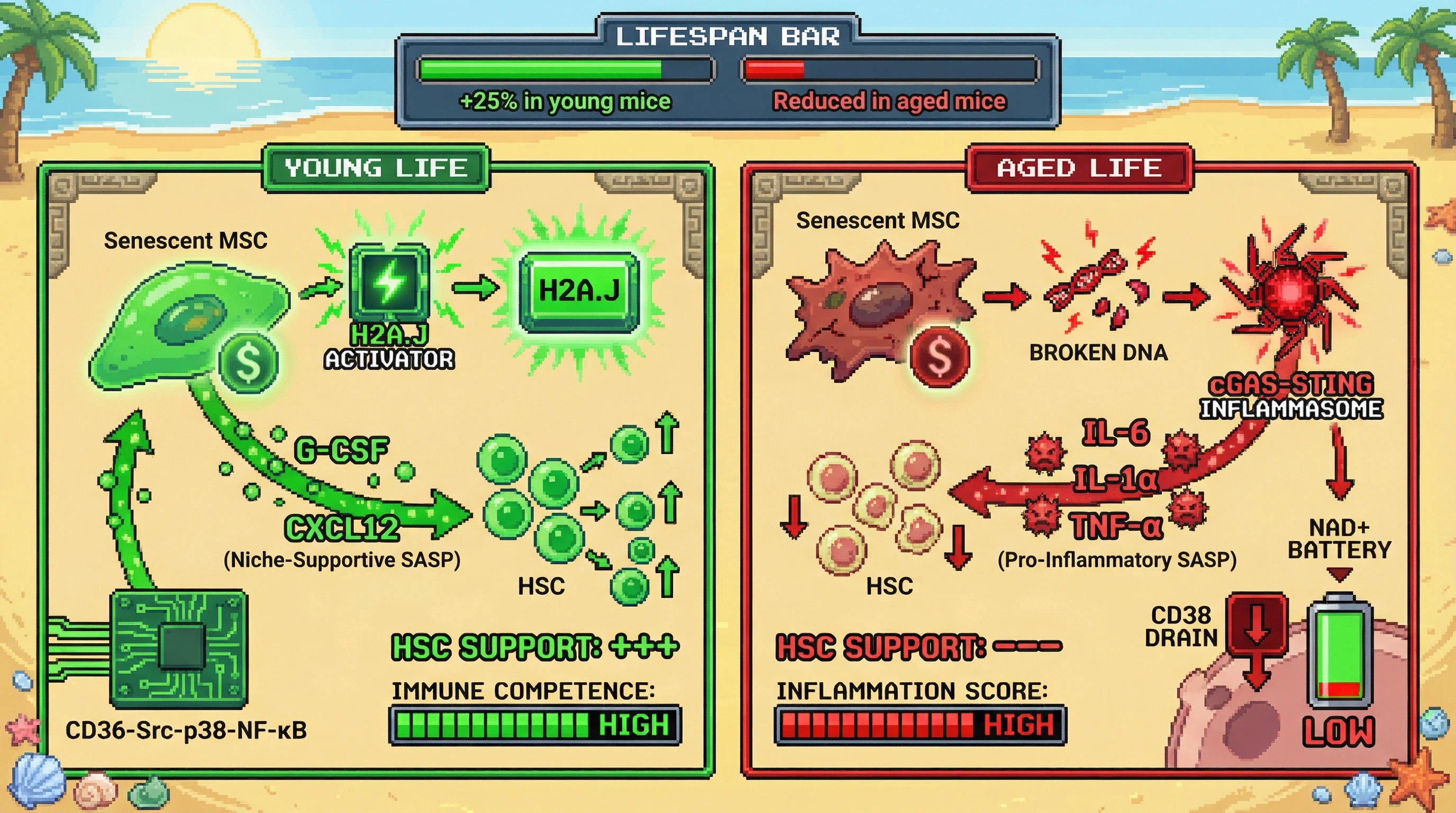 Infographic for: Senescent cells secrete a hematopoietic niche‑supportive SASP that enhances offspring fitness; its chronic activation drives inflammaging