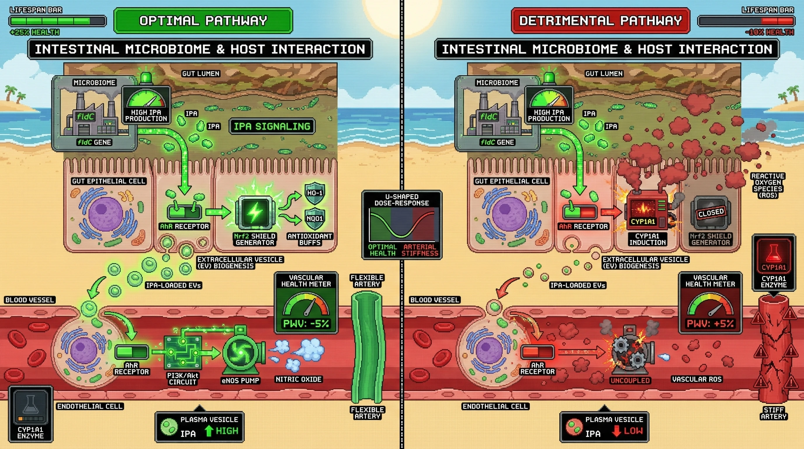 Infographic for: IPA‑AhR Signaling Modulates Vascular Health via a CYP1A1‑Dependent Biphasic Mechanism Predicted by Baseline fldC Abundance