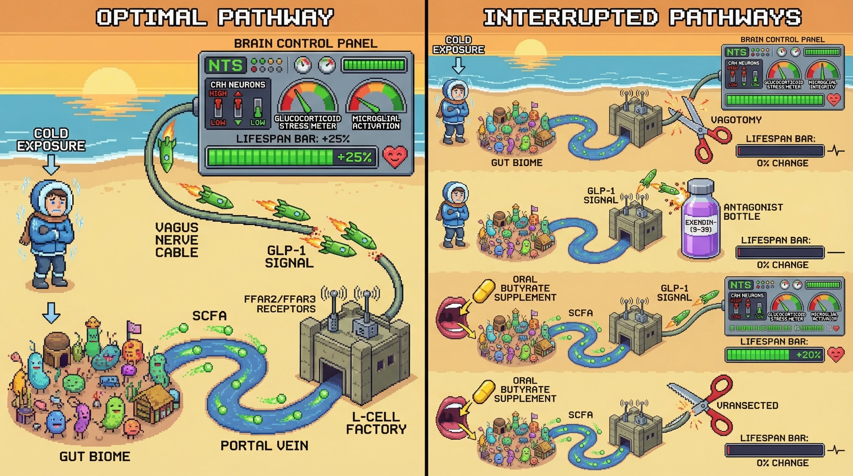Infographic for: Bottom‑up gut signaling mediates cold‑induced longevity via vagal afferent‑dependent GLP‑1 signaling