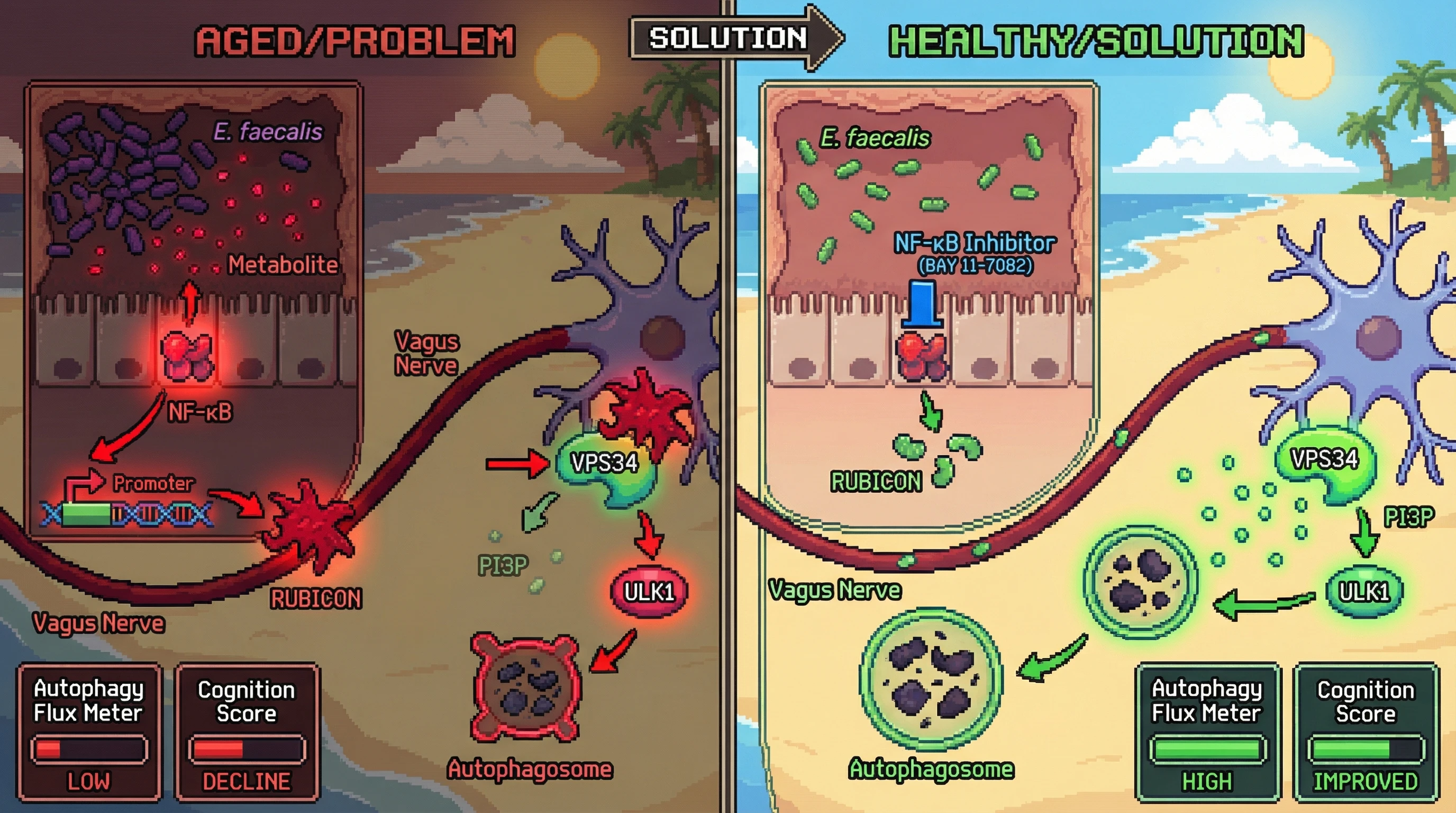 Infographic for: Gut-derived RUBICON inducers link microbiome composition to neuronal autophagy suppression in brain aging