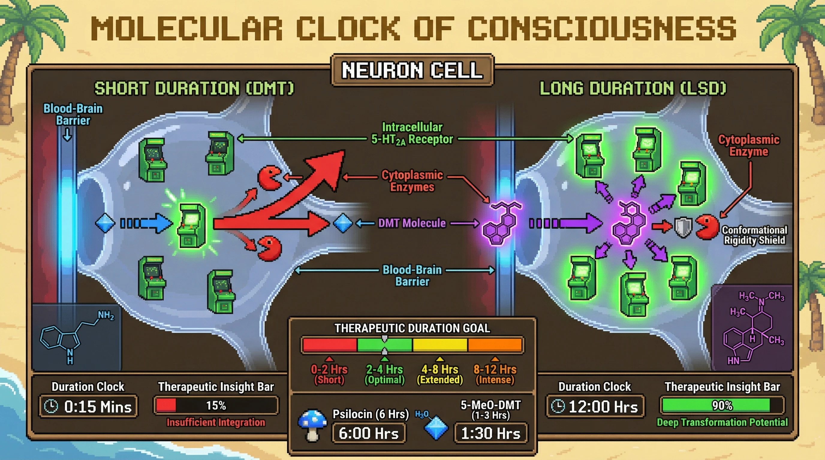 Infographic for: The Molecular Clock of Consciousness—Psychedelic Duration Reflects Intracellular 5-HT2A Receptor Residence Time