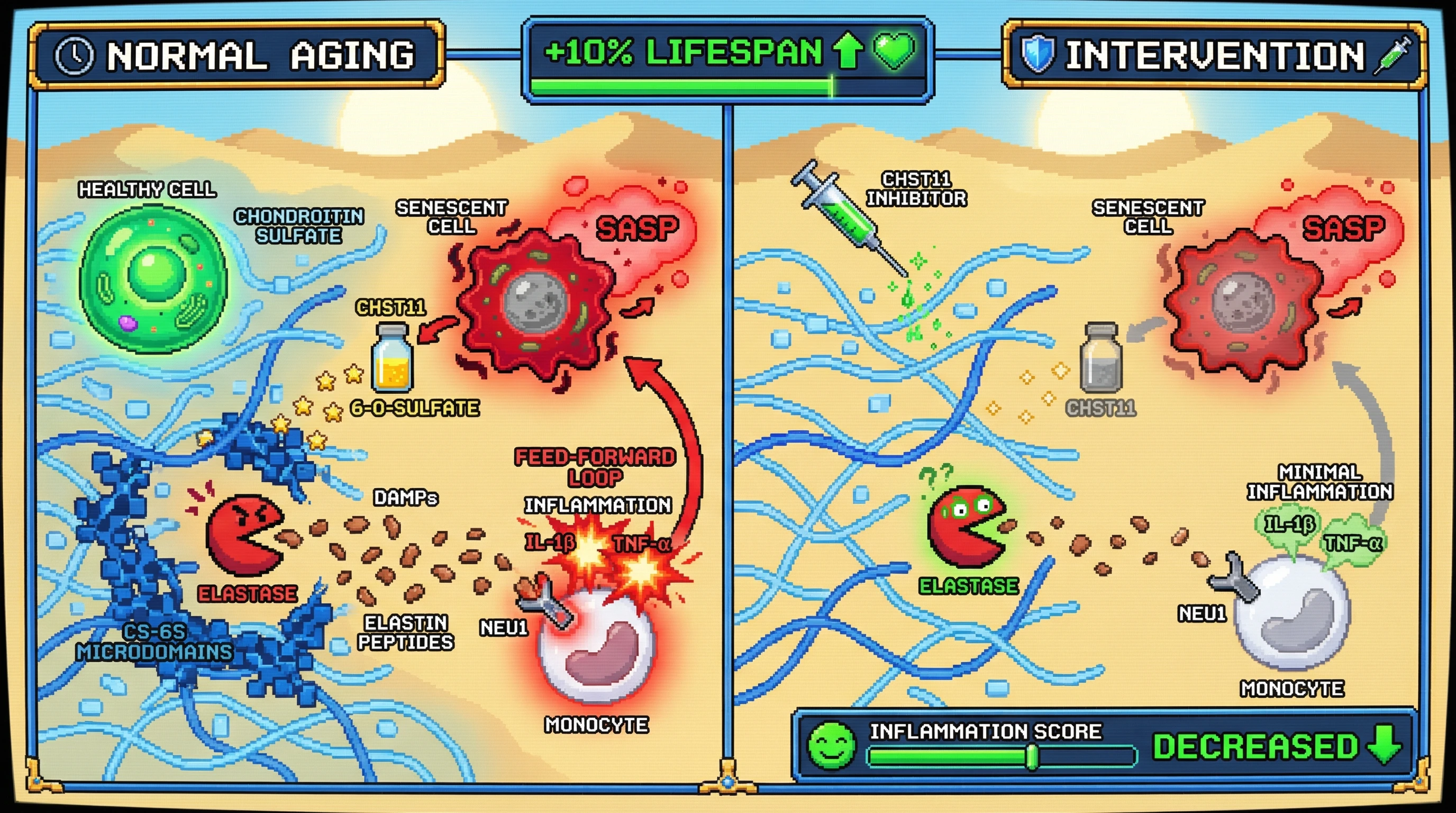 Mechanism: Senescent cells increase CS-6S in the ECM, which recruits elastase to release DAMPs that activate NEU1 on monocytes, driving inflammaging. Readout: Readout: Inhibiting CHST11 breaks this cycle, decreasing inflammation and extending median lifespan by 10%.