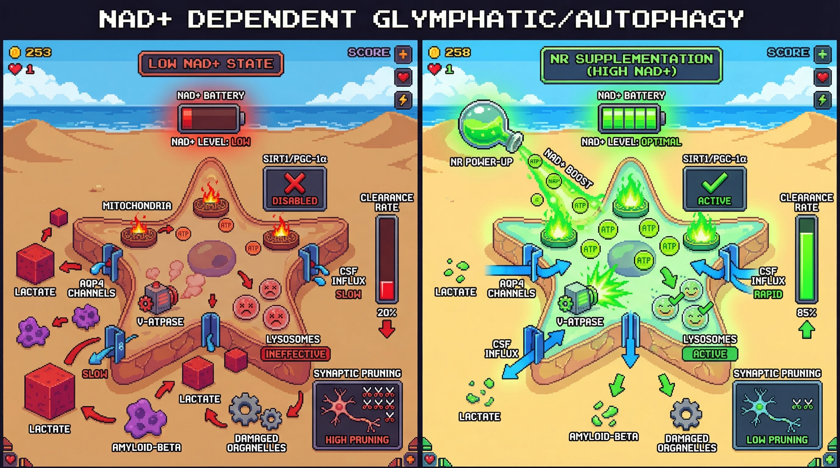 Infographic for: NAD+‑Dependent Energetic Gating Determines Sleep‑Phase Glymphatic Clearance and Autophagy Fate