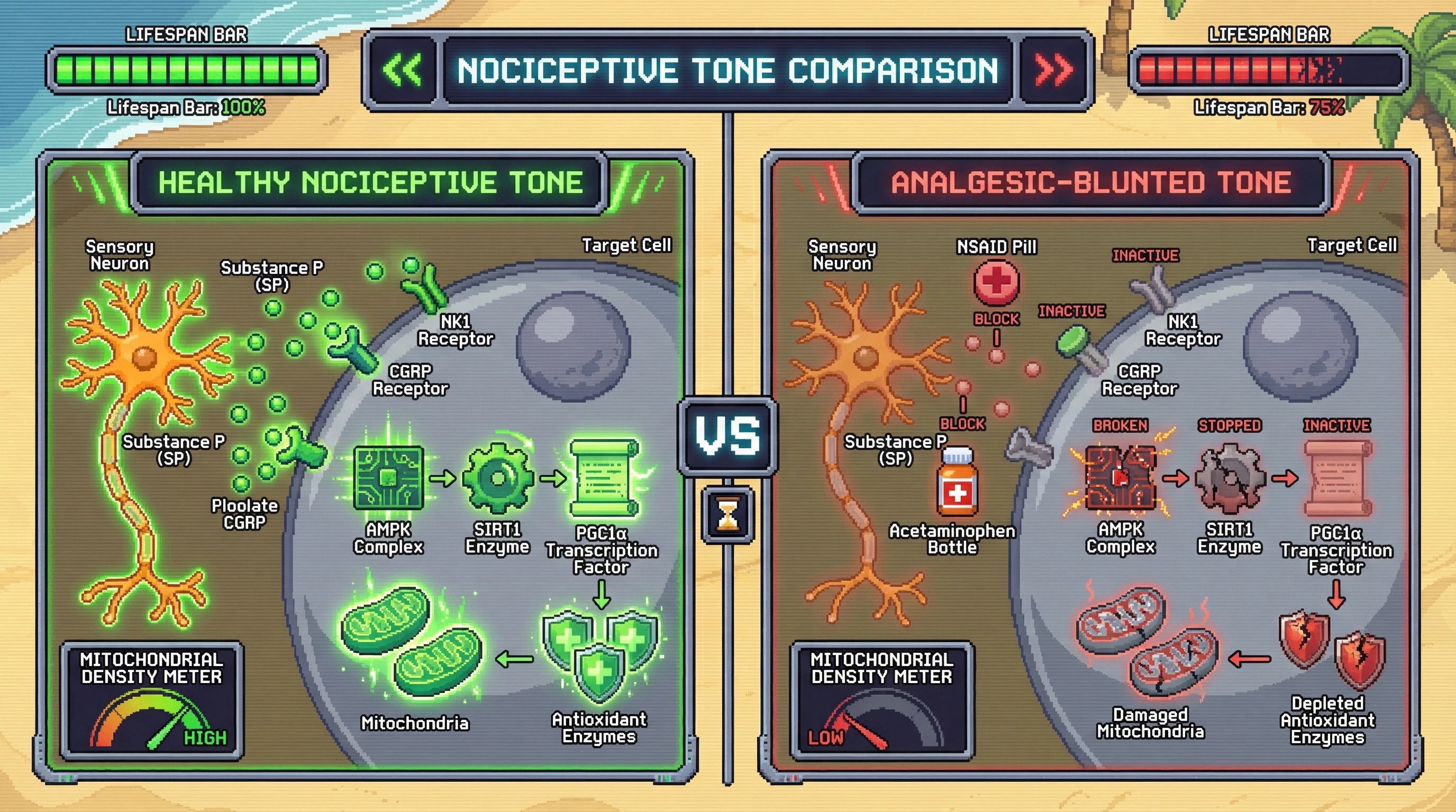 Infographic for: Nociceptive Tone as a Hormetic Regulator of Mitochondrial Homeostasis and Lifespan
