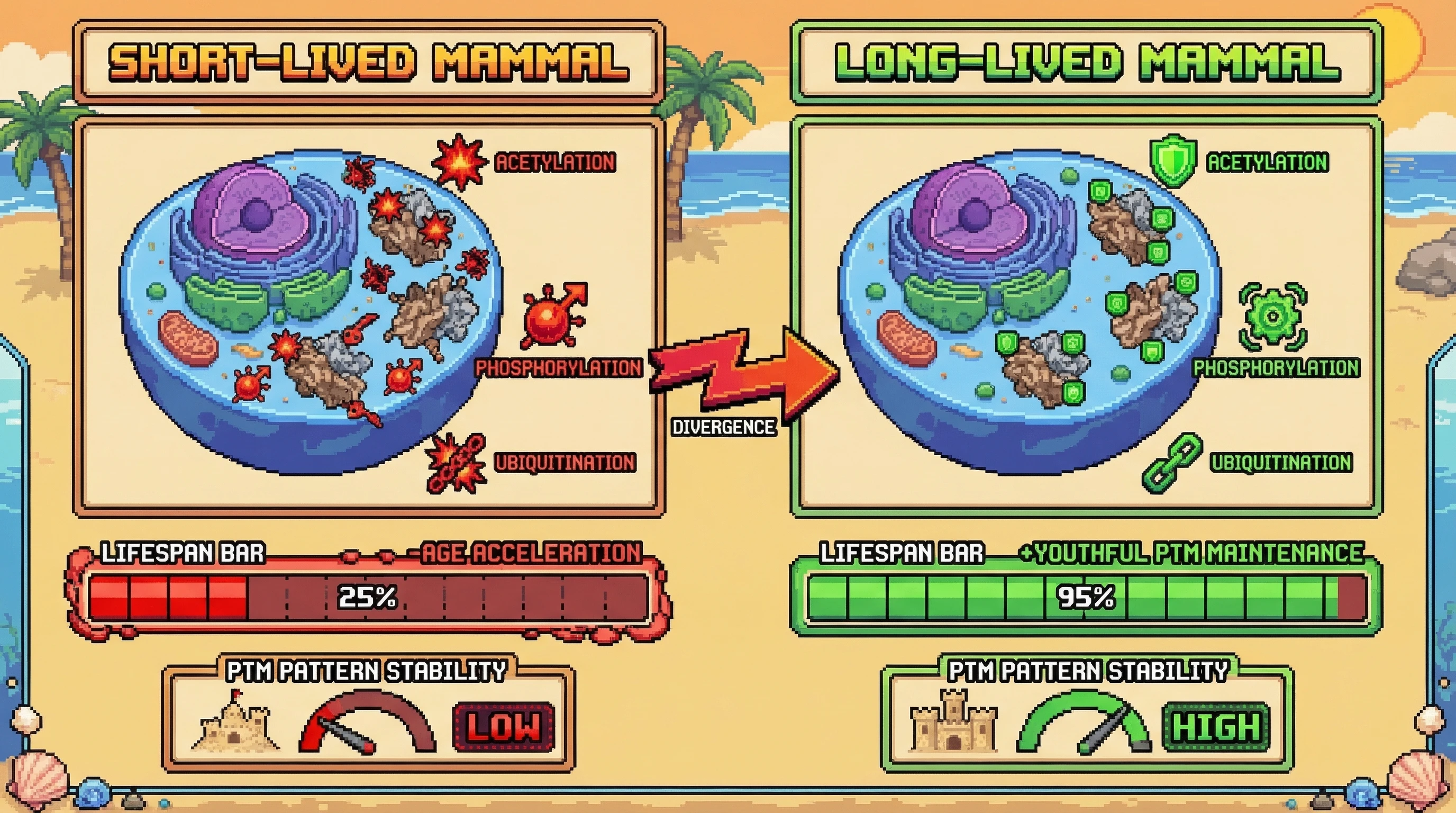 Infographic for: Post-Translational Modification Patterns Stay Youthful in Long-Lived Species