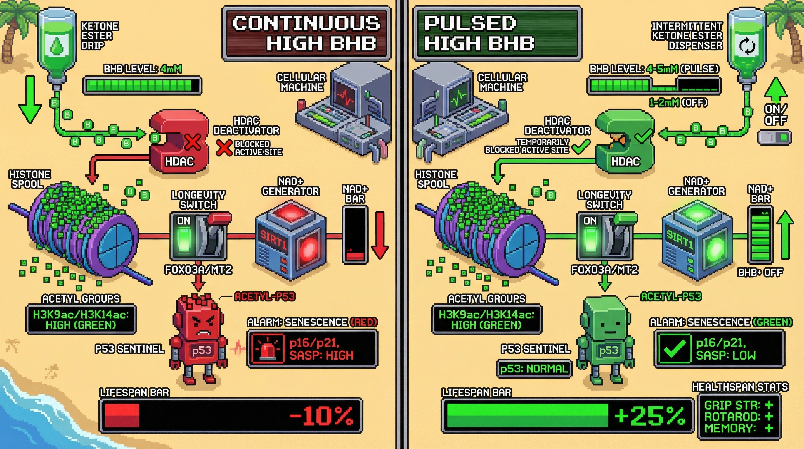 Infographic for: Testing whether sustained supra‑physiological β‑hydroxybutyrate concentrations maximize histone deacetylase inhibition and longevity while avoiding senescence‑inducing stress