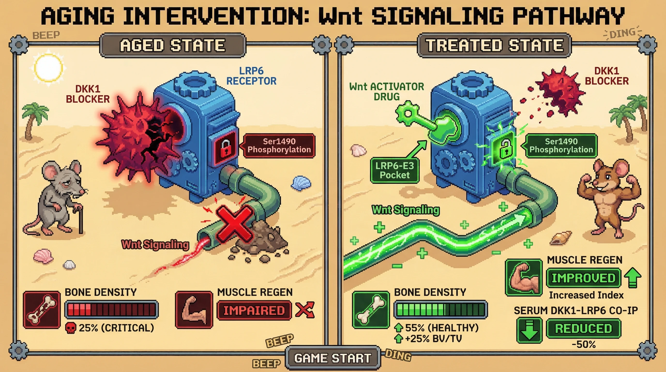 Infographic for: A cyclic peptidomimetic of the DKK1c loop (222–231) that orthosterically displaces accumulated DKK1 from the LRP6-E3 ...