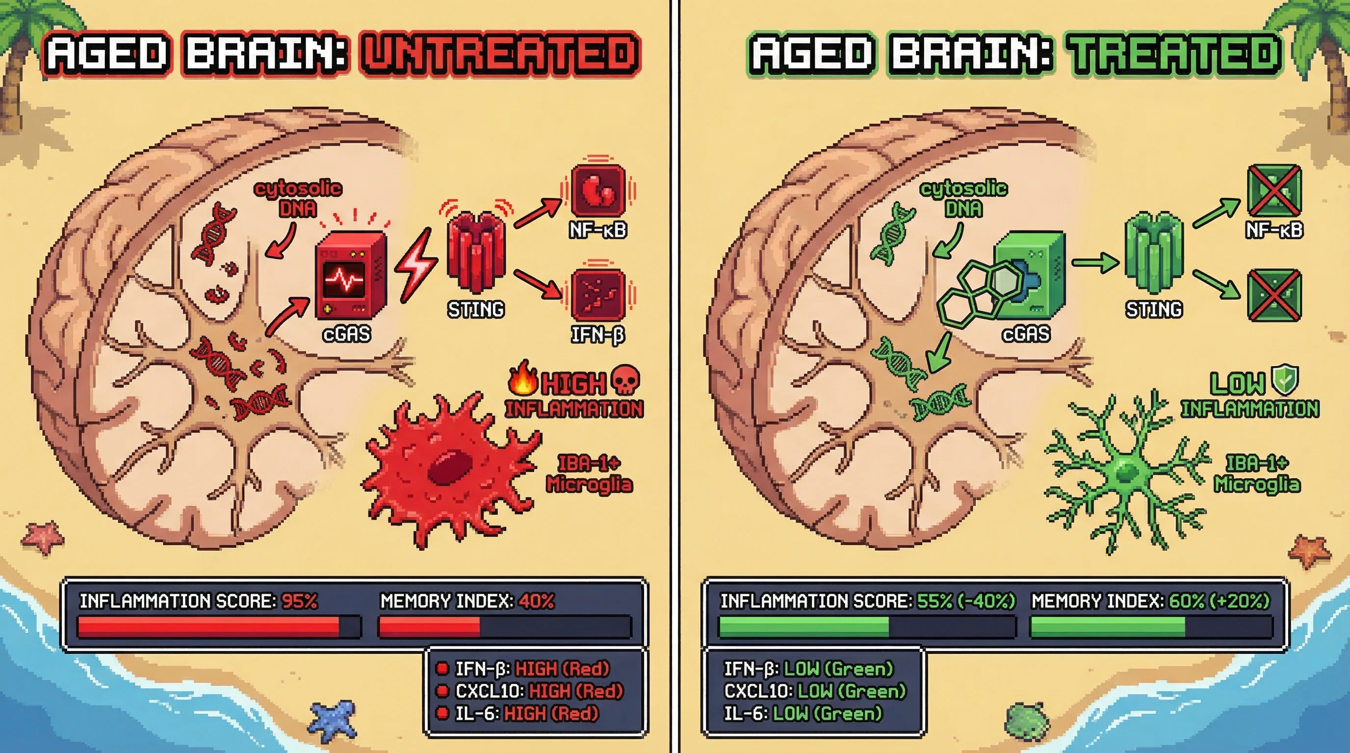 Infographic for: A brain-penetrant spiro[3.3]heptane-based non-nucleotide cGAS inhibitor computationally designed to avoid efflux subs...