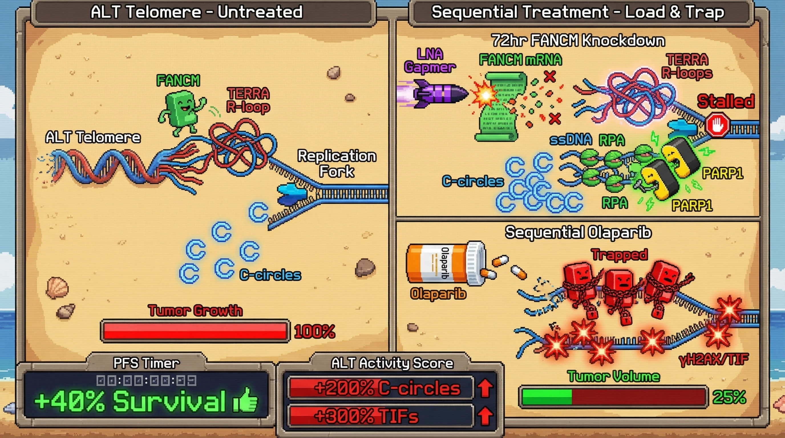 Infographic for: A sequential "load-then-trap" strategy — first accumulating PARP1 at TERRA R-loop-derived telomeric ssDNA via FANCM-A...