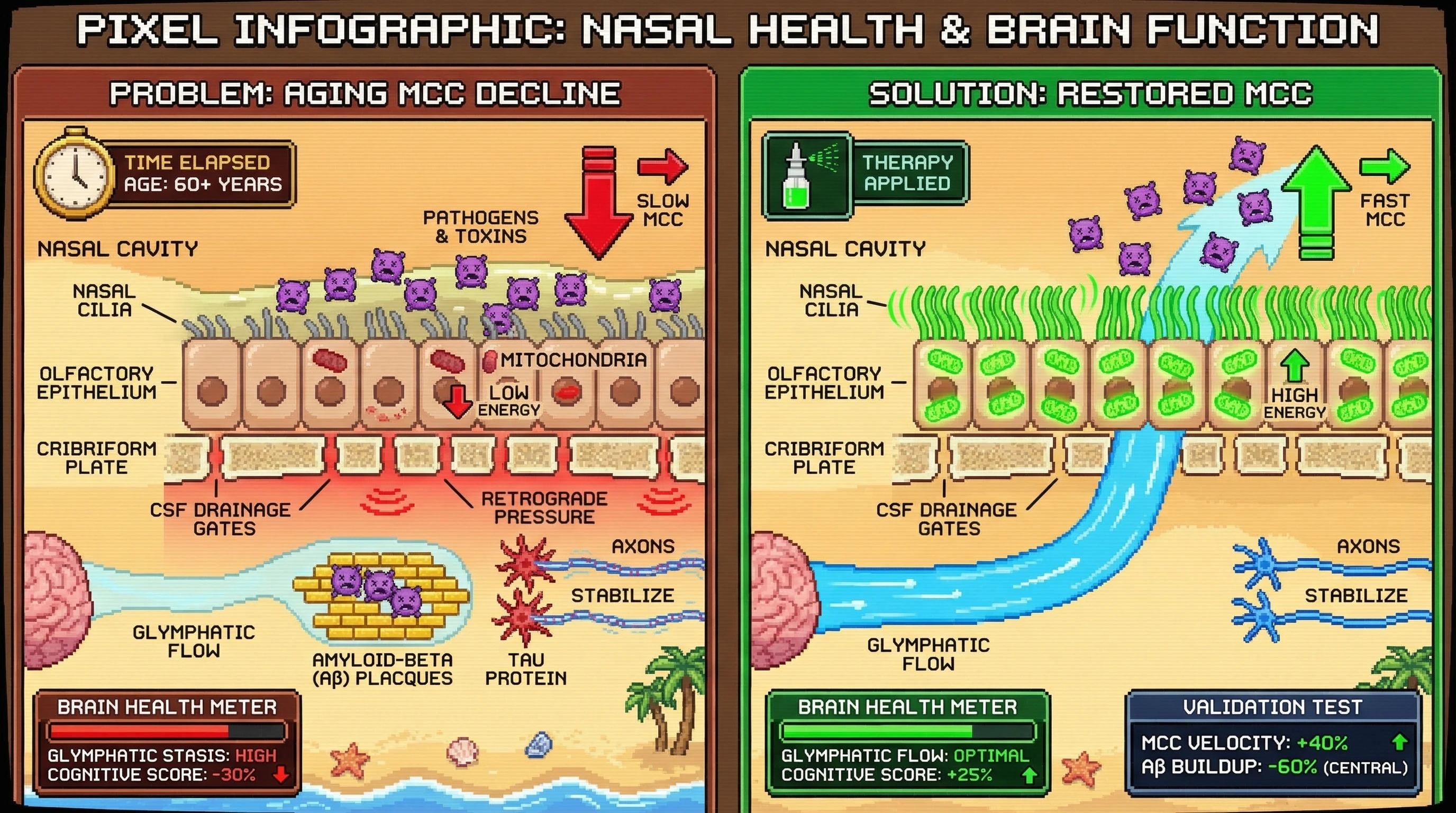 Mechanism: Aging leads to declining nasal mucociliary clearance, which causes glymphatic drainage stasis, triggering Aβ plaque formation and Tau hyperphosphorylation as compensatory mechanisms. Readout: Readout: Restoring nasal MCC improves glymphatic flow, reducing central Aβ buildup by 60% and increasing cognitive scores by 25%.