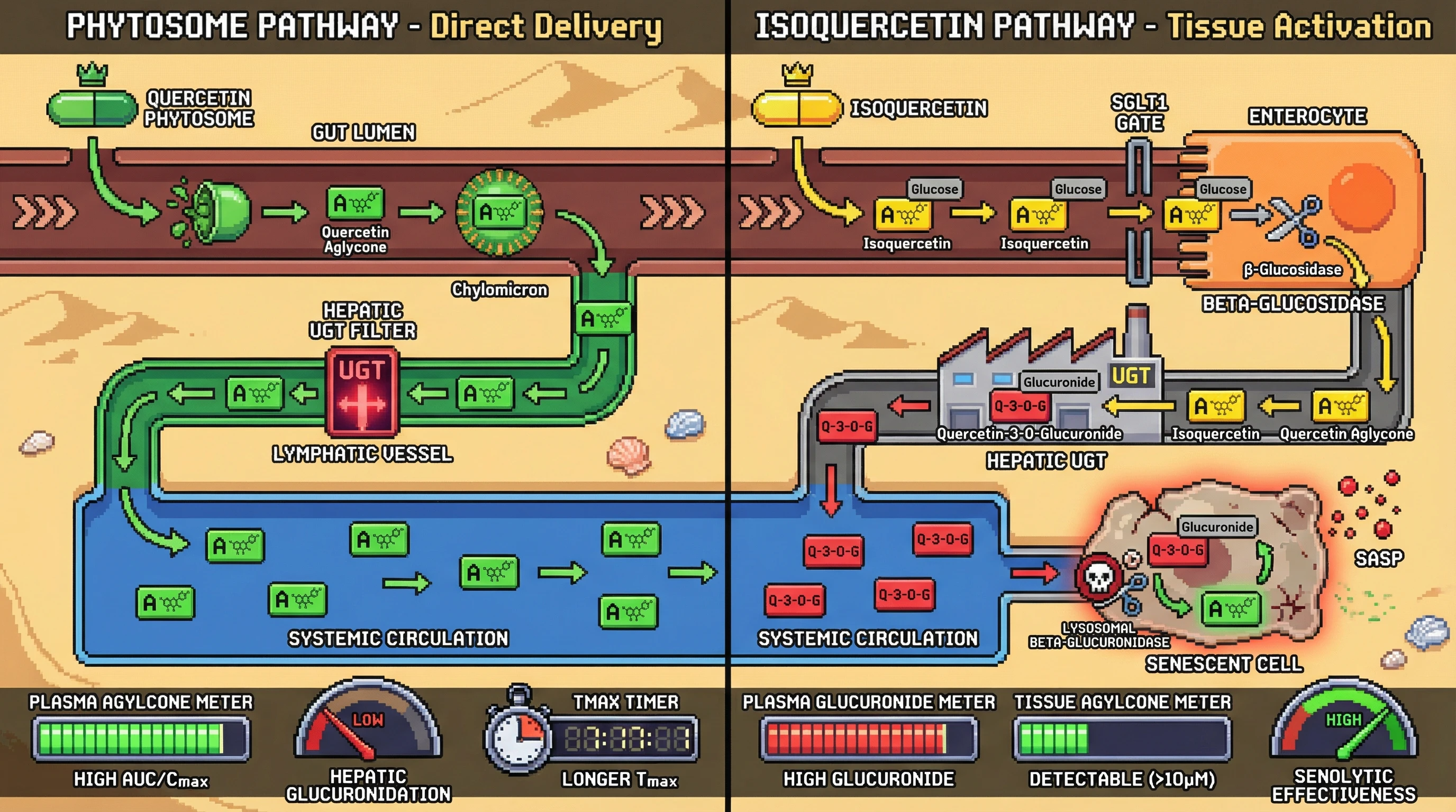 Mechanism: Quercetin phytosome uses lymphatic transport to deliver intact quercetin aglycone directly to systemic circulation, bypassing hepatic first-pass metabolism. Readout: Isoquercetin is converted to glucuronide in the liver, but senescent cells locally reactivate it by cleaving the glucuronide.