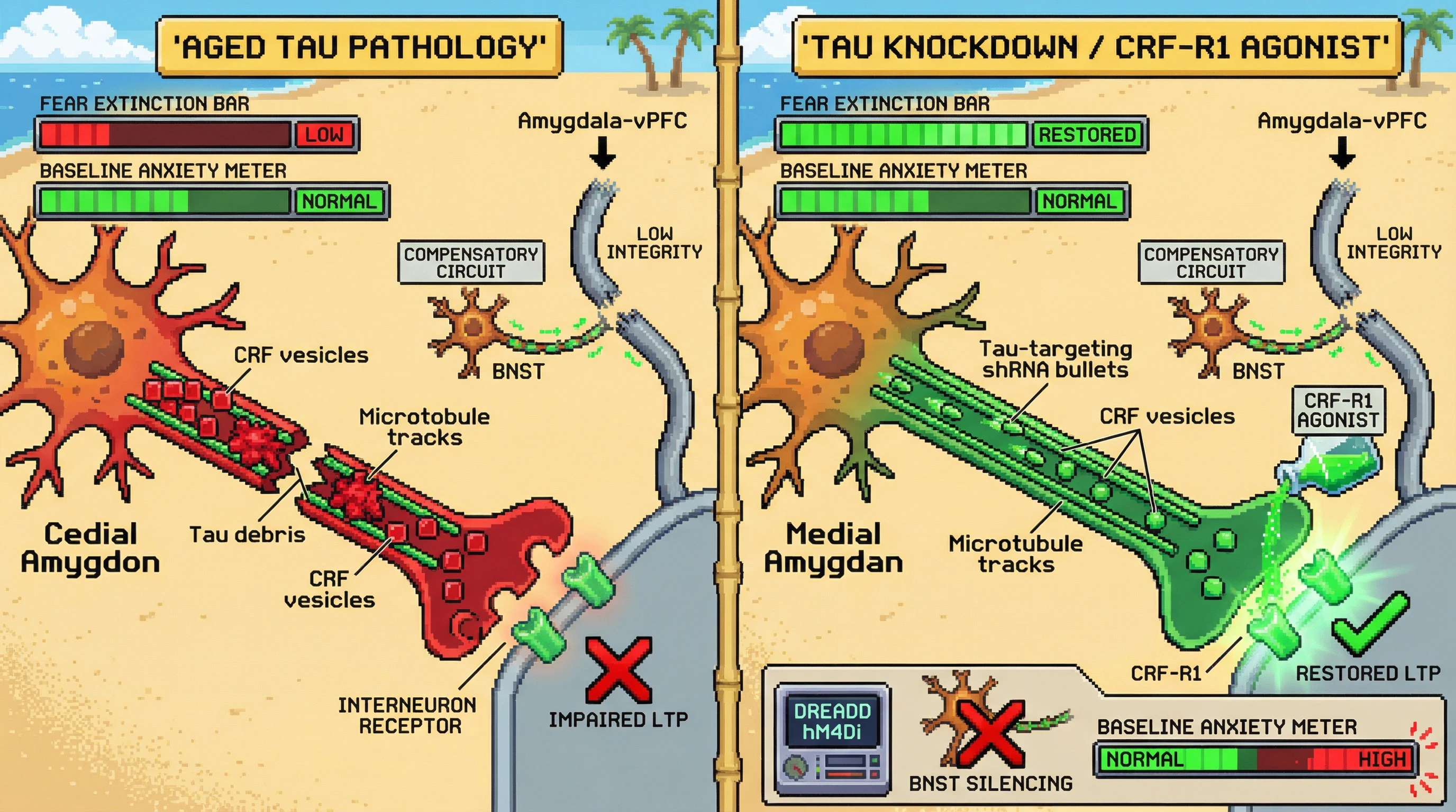Infographic for: Tau-Induced CRF Neuron Hypofunction Drives Age-Related Fear Extinction Deficit While Sparing Baseline Anxiety