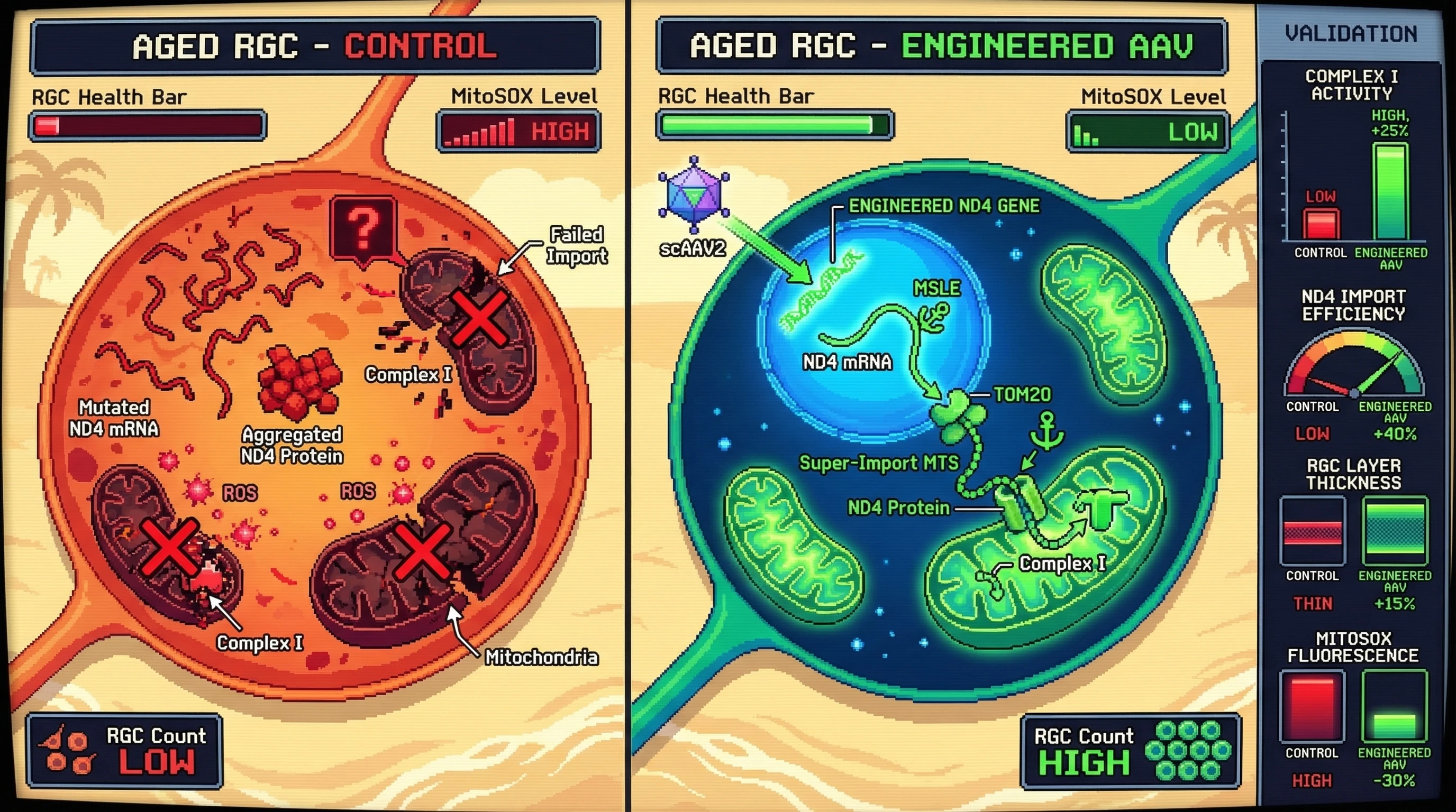 Mechanism: A tri-engineered AAV delivers modified ND4 mRNA to RGCs, enabling co-translational mitochondrial import via an MSLE and super-import MTS, restoring Complex I function. Readout: Readout: ND4 import efficiency increases by ≥40%, Complex I activity restores by ≥25%, RGC layer thickness increases by ≥15%, and mitochondrial superoxide decreases by ≥30%.