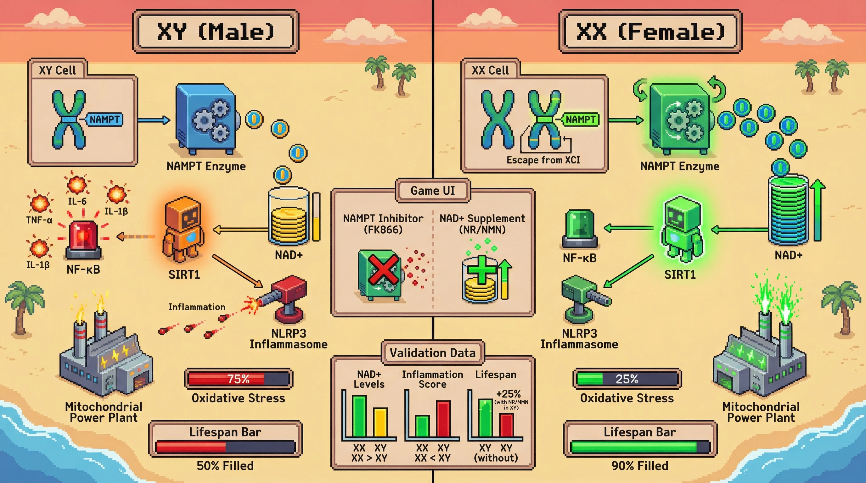 Infographic for: Hypothesis: X Chromosome Dosage Regulates NAD+ Salvage Through Escape Gene NAMPT, Linking Mitochondrial Resilience to Sex‑Specific Inflammaging