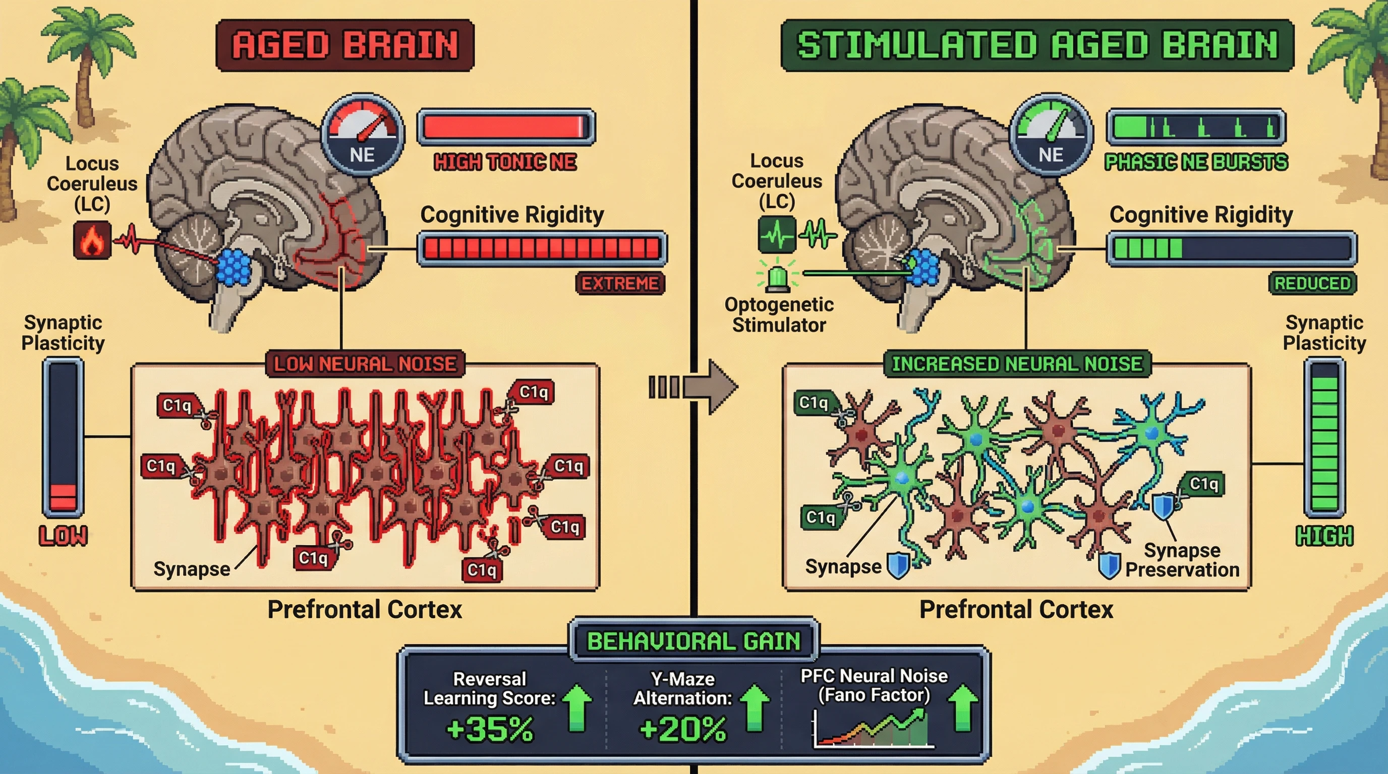 Infographic for: Restoring Neural Noise via Locus Coeruleus Phasic Stimulation Counteracts Age‑Related Cognitive Rigidity