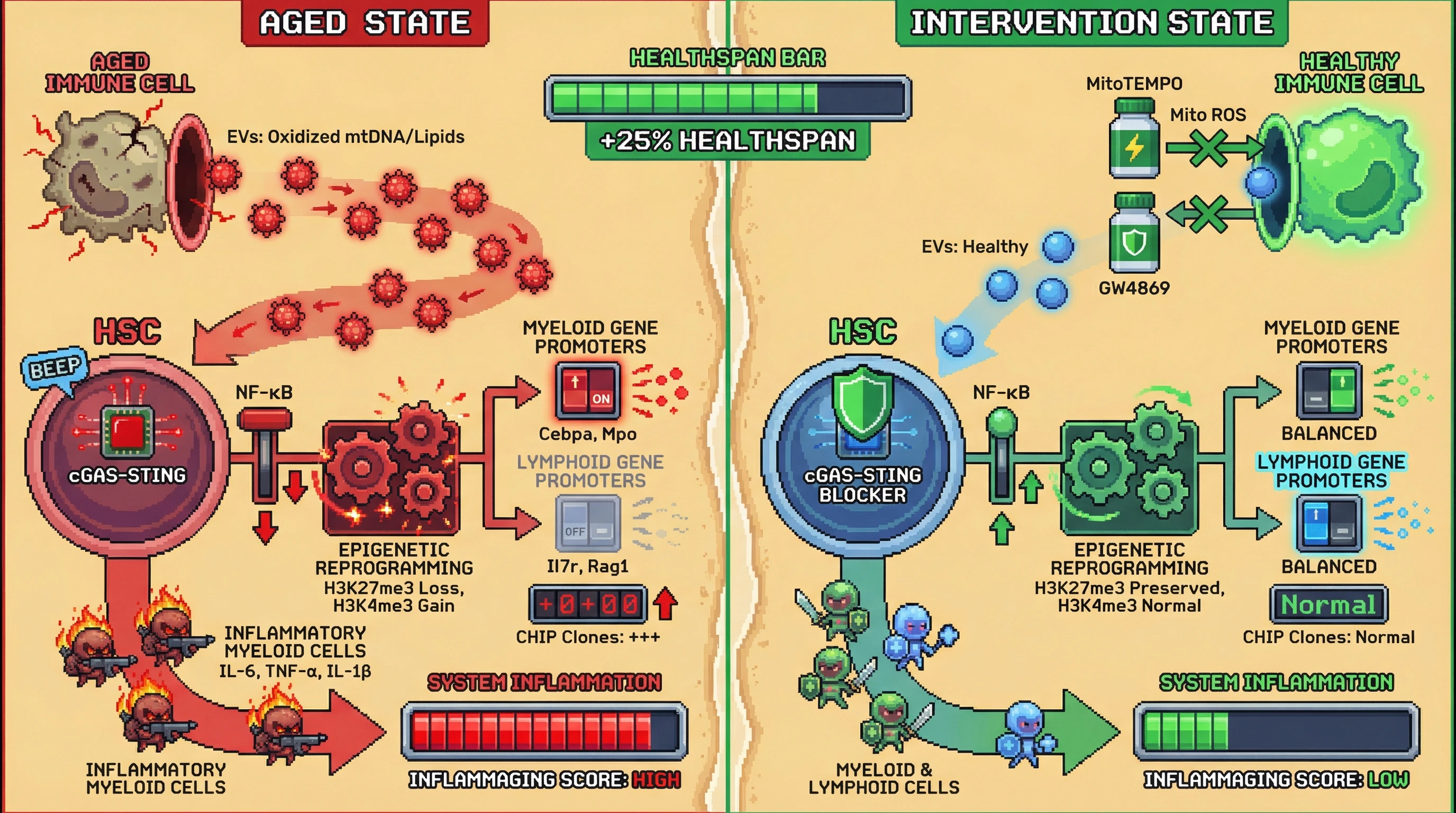 Infographic for: Immune-derived mitochondrial ROS drives clonal hematopoiesis via extracellular vesicle-mediated epigenetic reprogramming, accelerating inflammaging