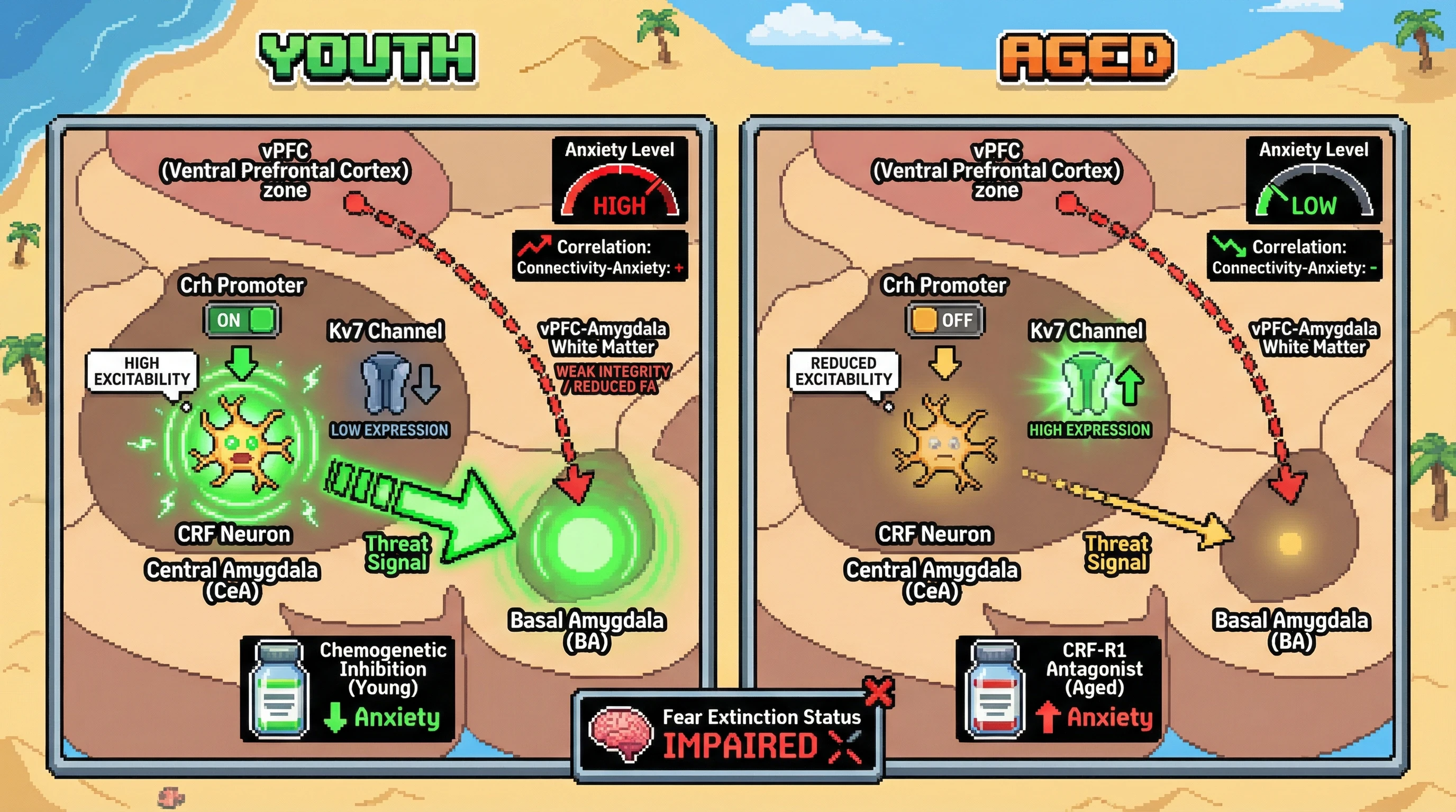 Infographic for: CRF Neuron Excitability Shift Underlies Age‑Dependent Amygdala‑vPFC Connectivity–Anxiety Inversion