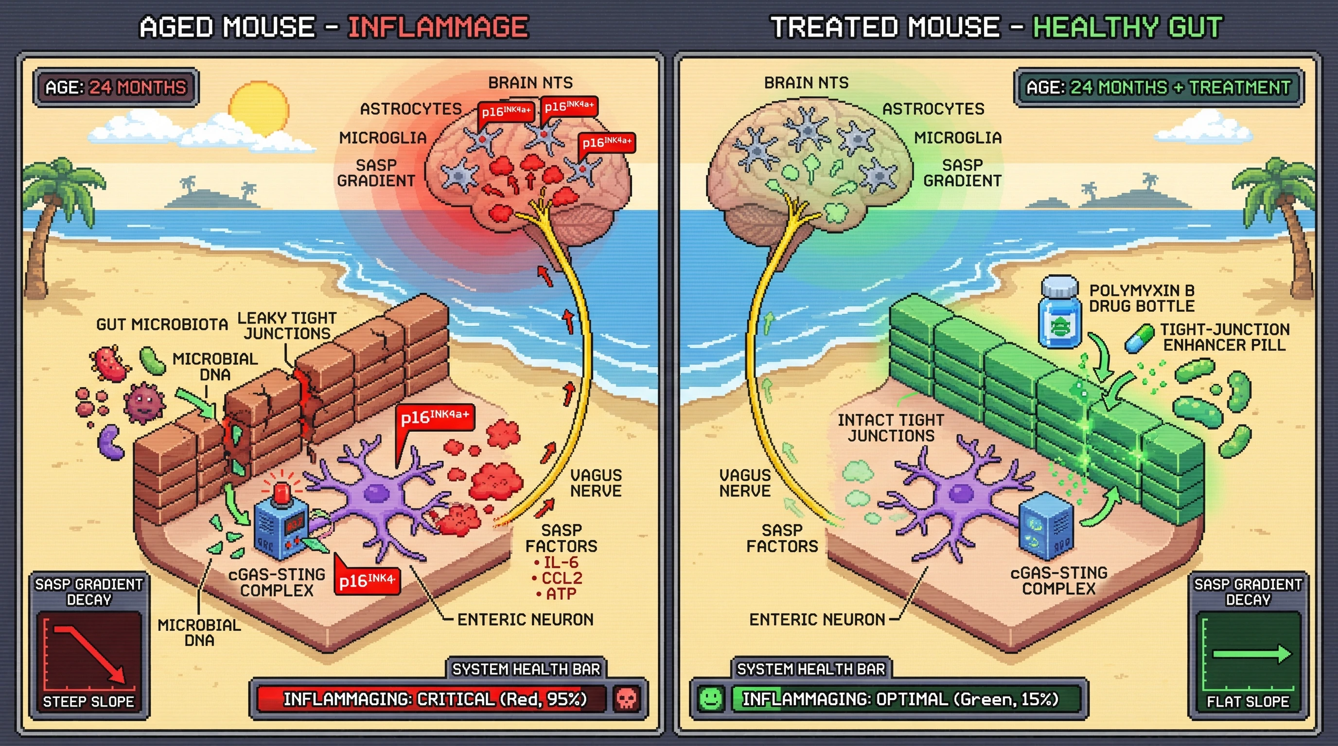 Mechanism: Aged gut permeability allows microbial DNA to activate cGAS-STING in enteric neurons, initiating a p16INK4a+ senescent state and SASP factor release that mirrors in the NTS via the vagus nerve. Readout: Readout: Interventions like polymyxin B reduce gut-brain SASP gradients and improve system health from 'CRITICAL (95%)' to 'OPTIMAL (15%)' on the inflammaging meter.