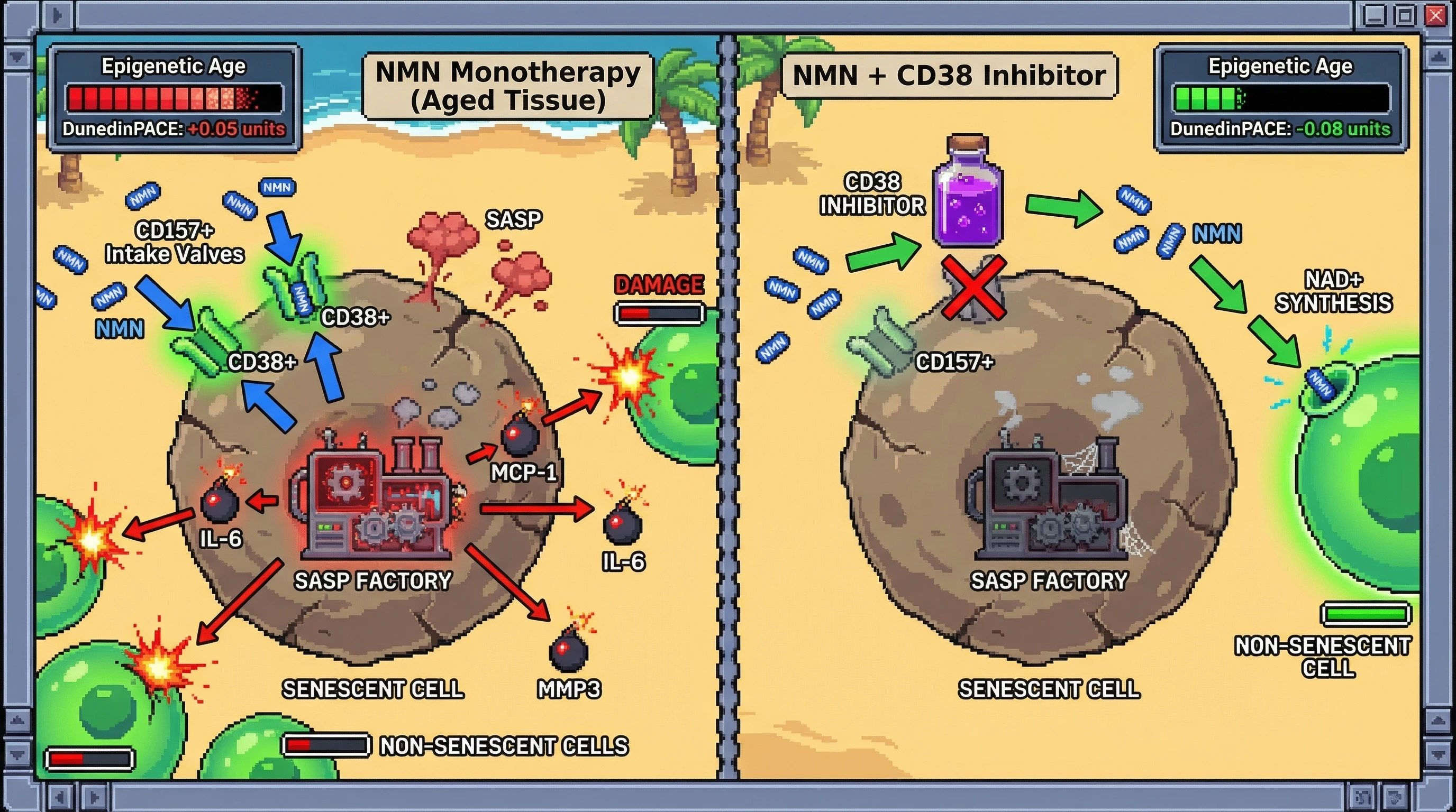 Mechanism: NAD+ precursor NMN is paradoxically consumed by senescent cells via CD38/CD157 ectoenzymes, fueling SASP production and accelerating epigenetic aging. Readout: Readout: CD38 inhibition redirects NMN to healthy cells, suppressing SASP and reversing epigenetic age acceleration to a -0.08 unit DunedinPACE decrease.